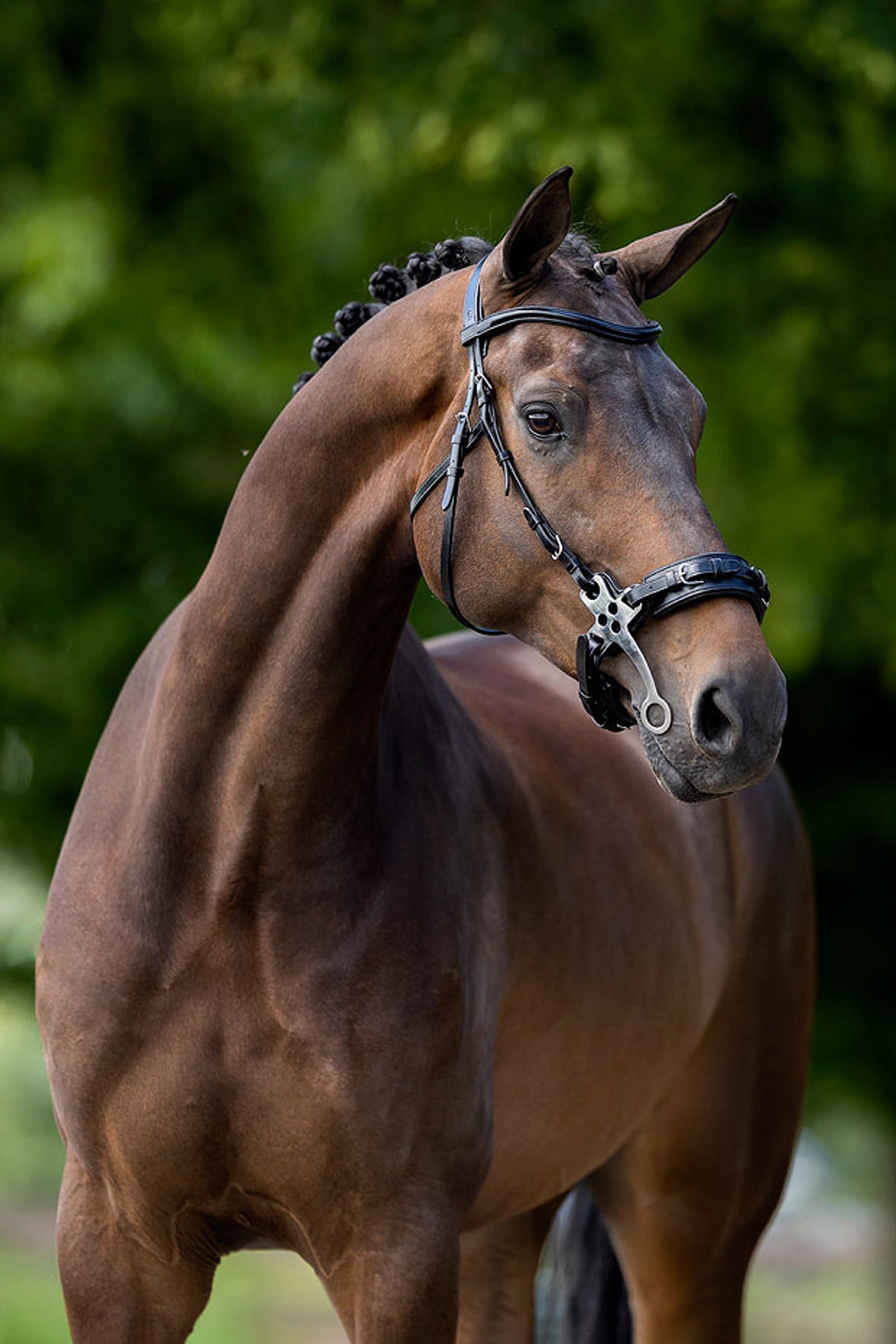 BR Lydney Anatomisk Hackamore