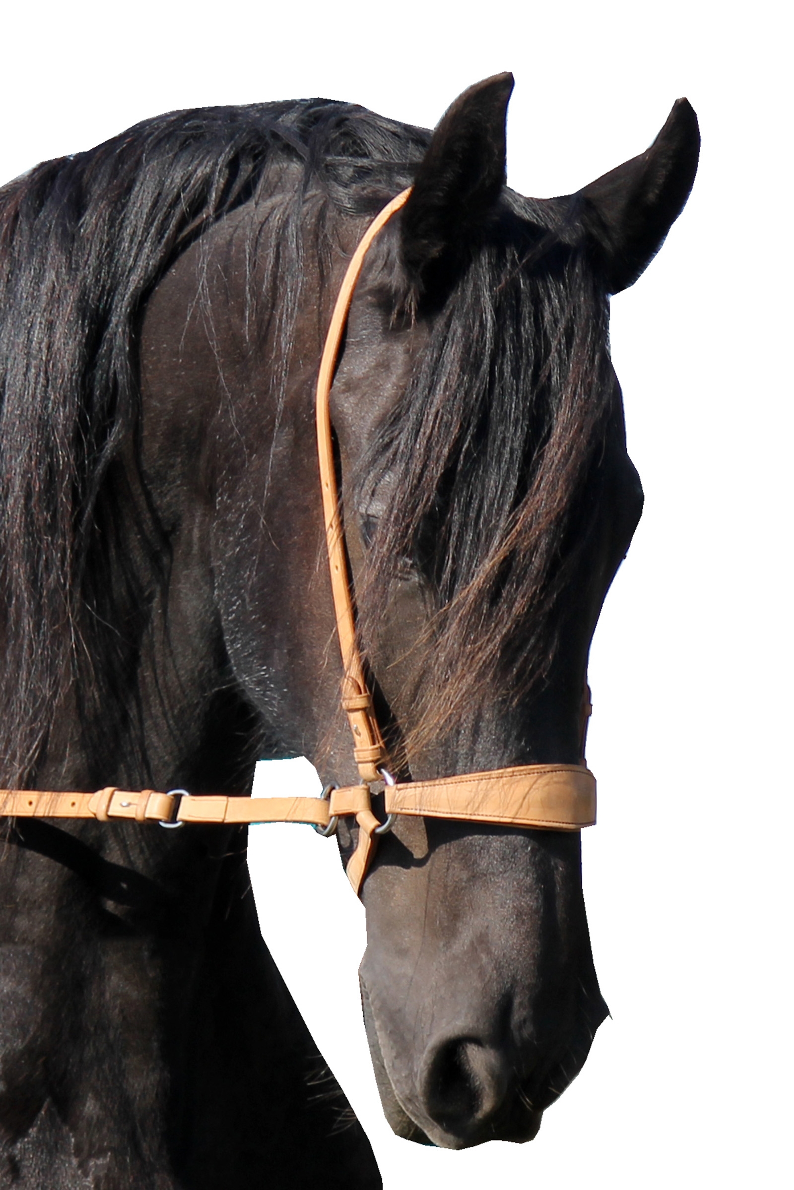 Natural F.R.A. Freedom Riding Articles Lami bitless bridle (system 4) med tøyler og krokfeste