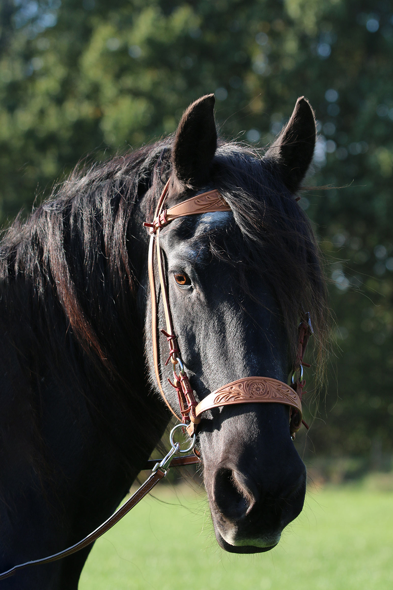 F.R.A. Freedom Riding Articles Diego bitless bridle