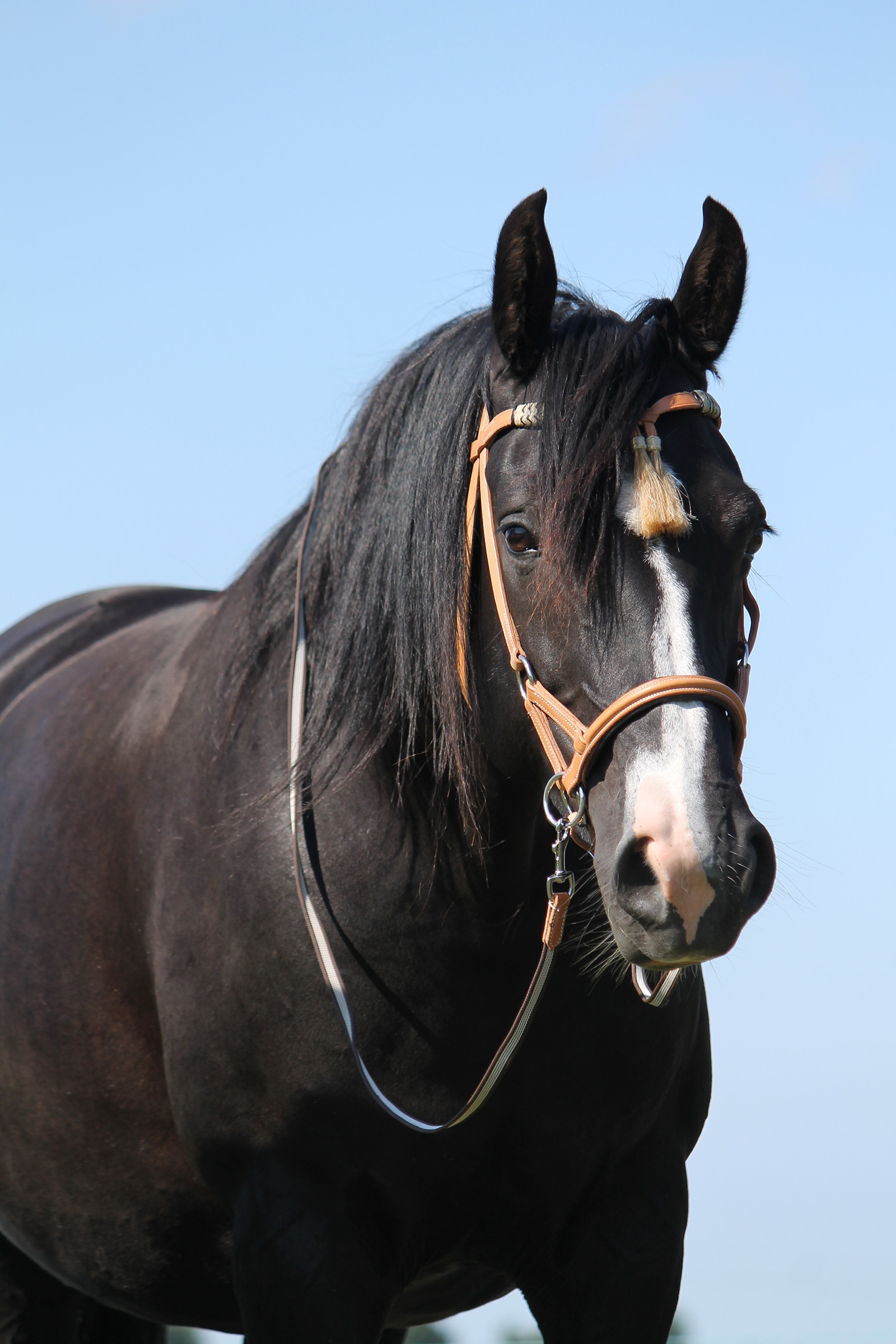 F.R.A. Freedom Riding Articles Shango sidepull (system 3) western-utseende, lær