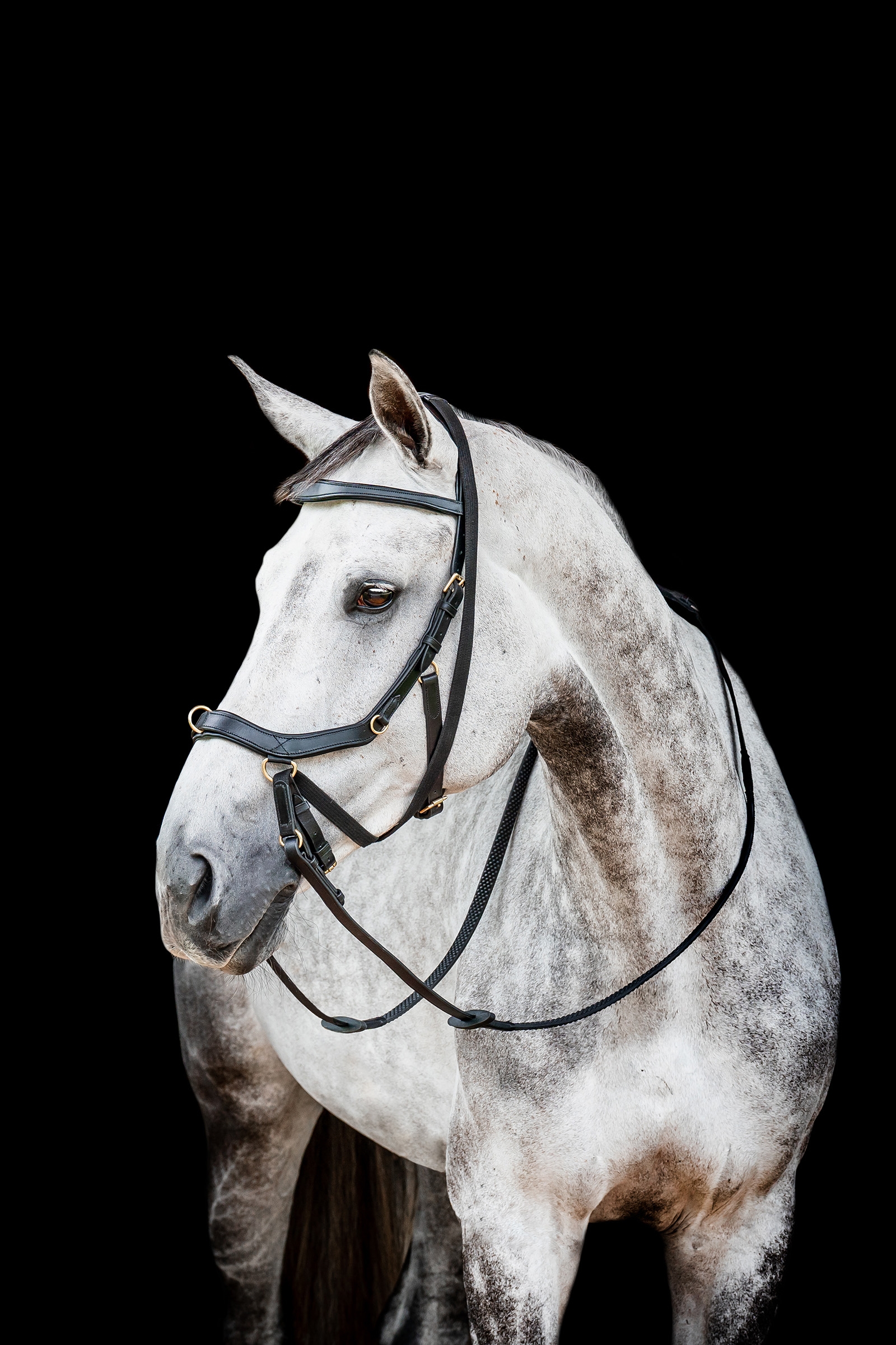 Black Horseware Micklem 2 Multi Hodelag