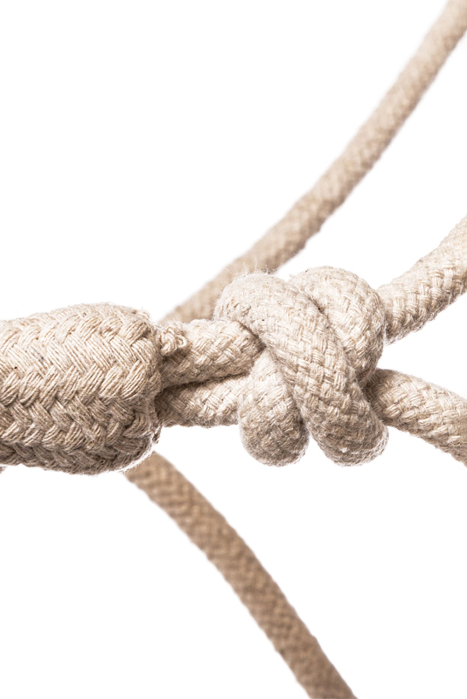 Kavalkade Knute taugrime