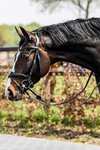 Trust Equestrian Falsterbo T-motion Hodelag