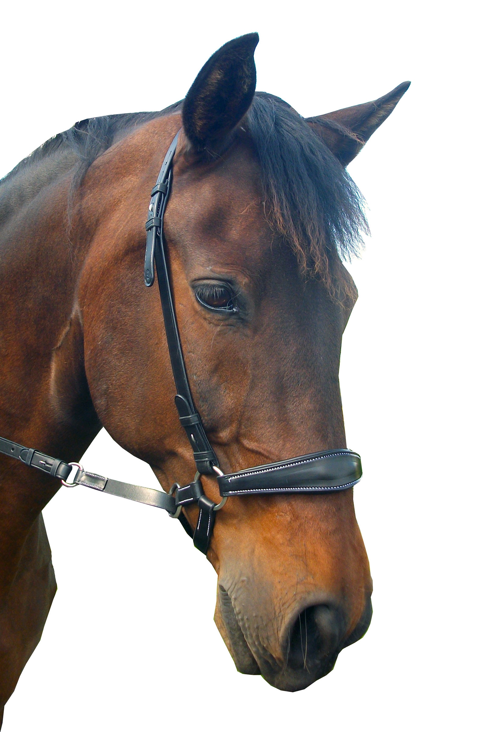 F.R.A. Freedom Riding Articles Lami bitless bridle (system 4) med tøyler og krokfeste