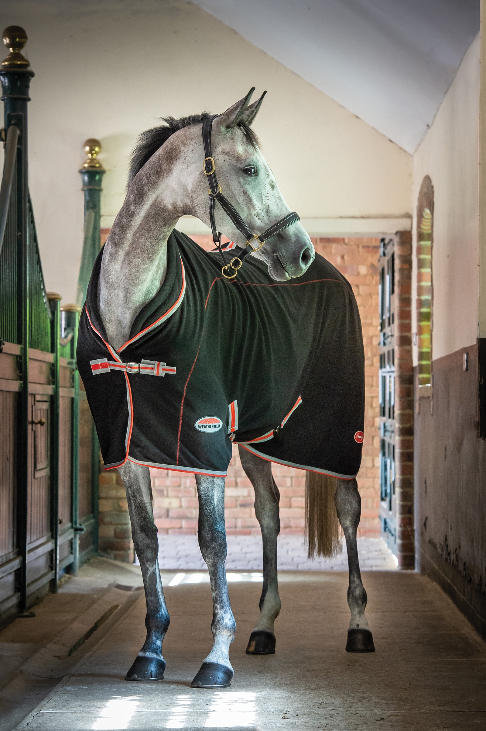 Weatherbeeta Therapy-Tec, standard hals