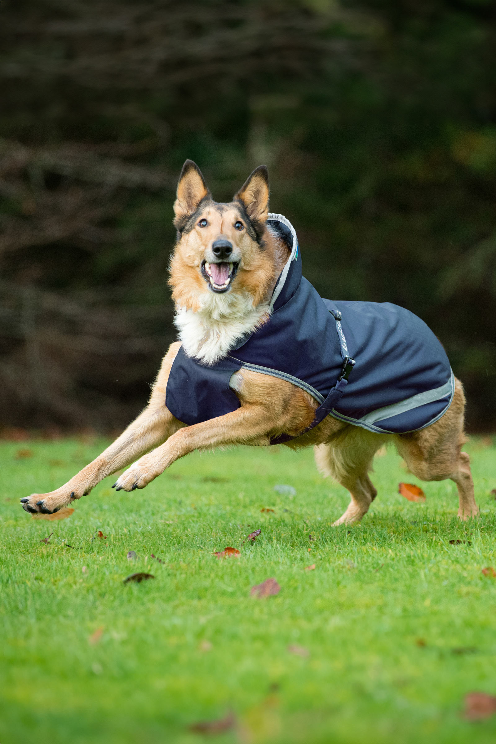 Bucas Freedom Hundedekken, 300g (50-75 cm)