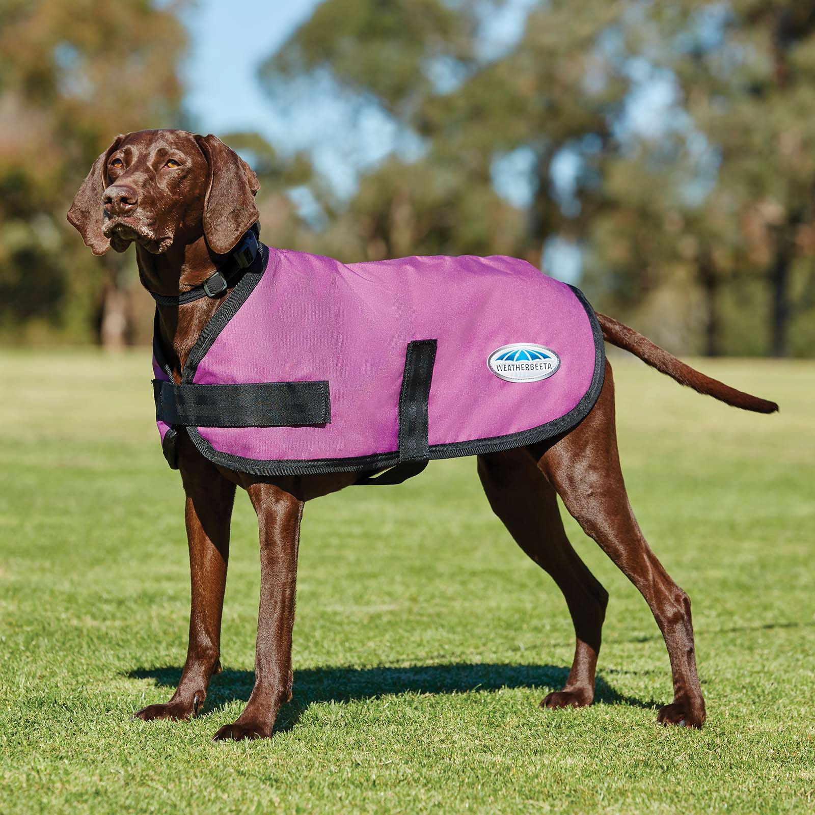 Pink Weatherbeeta Comfitec Classic hundedekken, (45-80 cm)