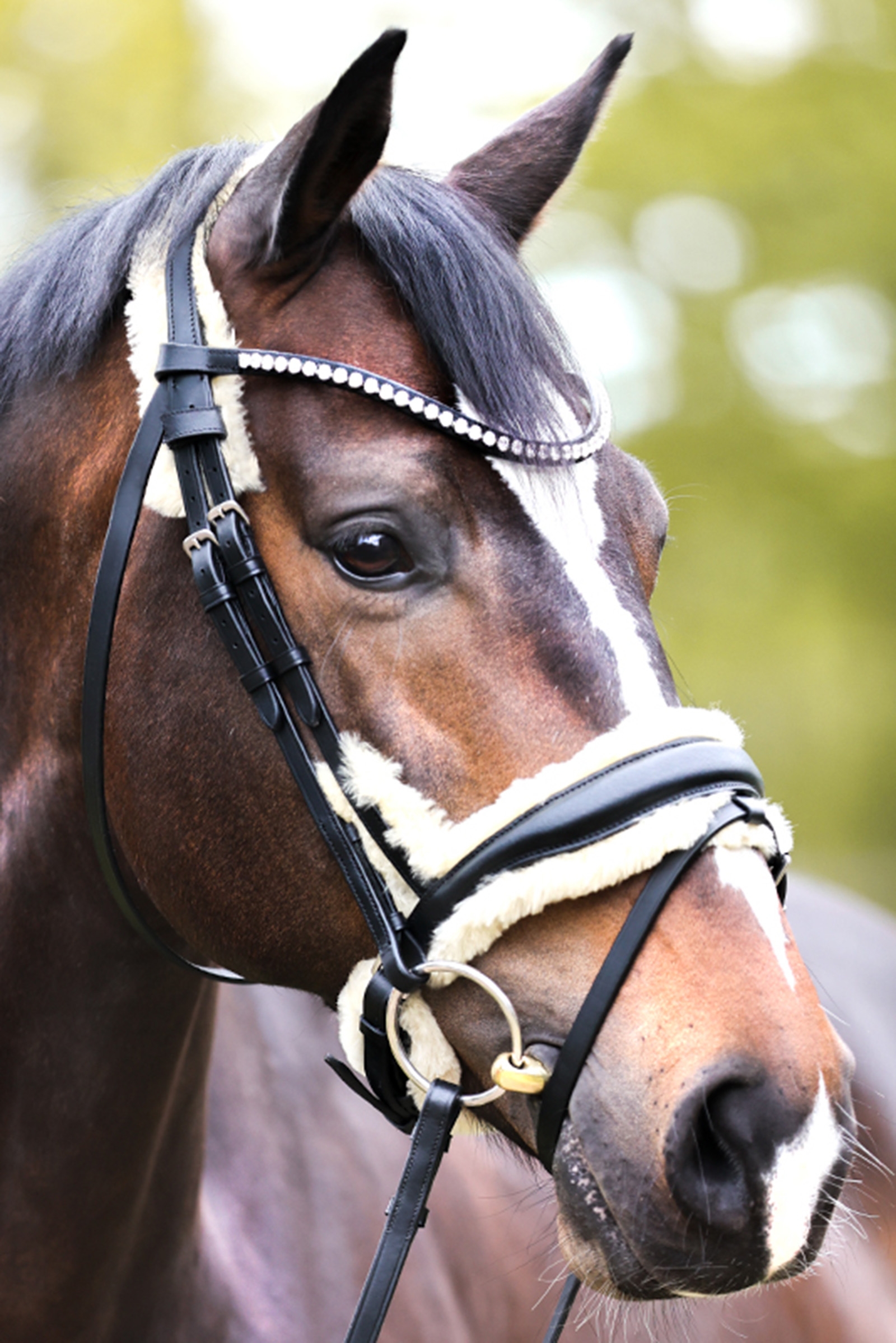 Kavalkade Joyce KavalSH4 Hodelag