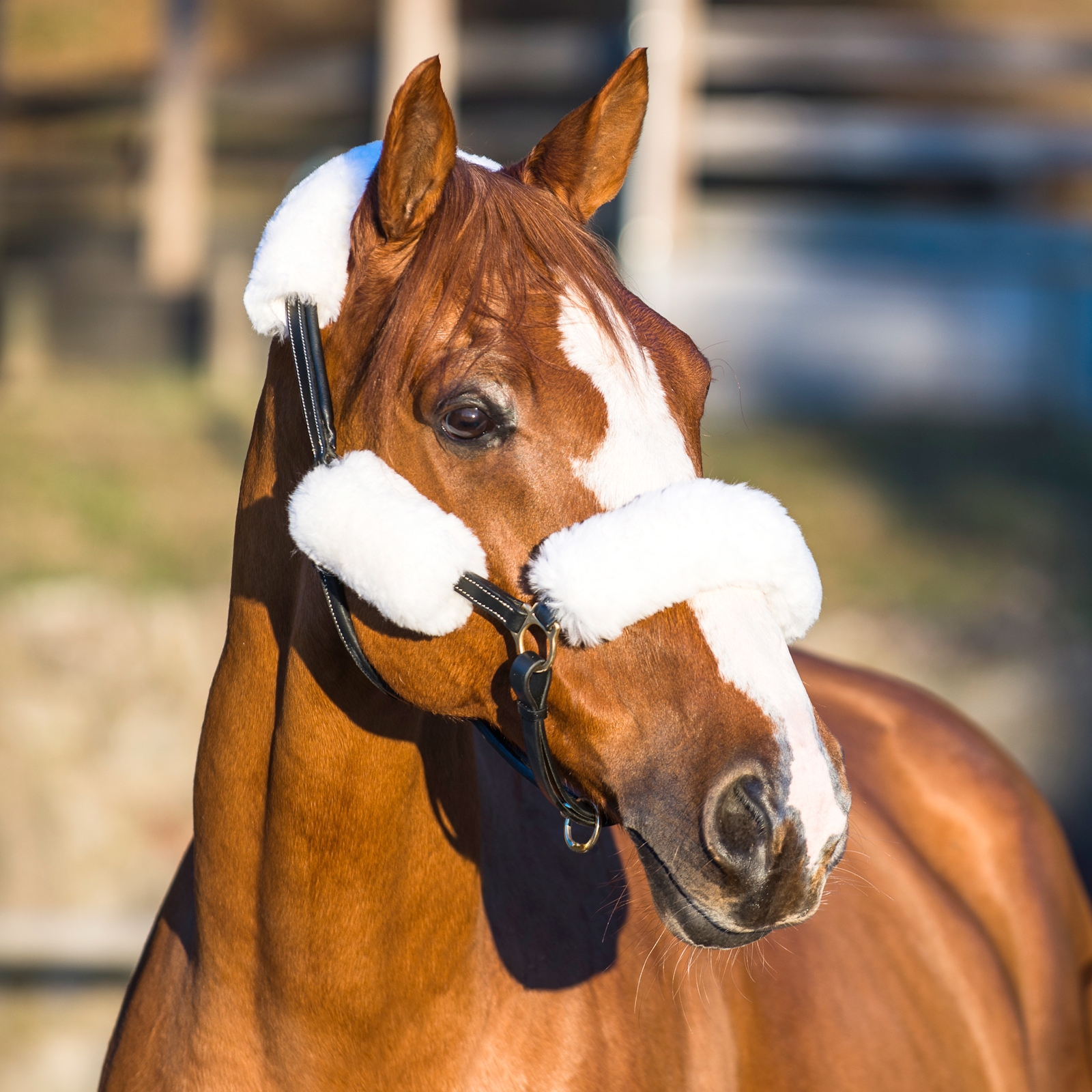 Horze grimeovertrekk