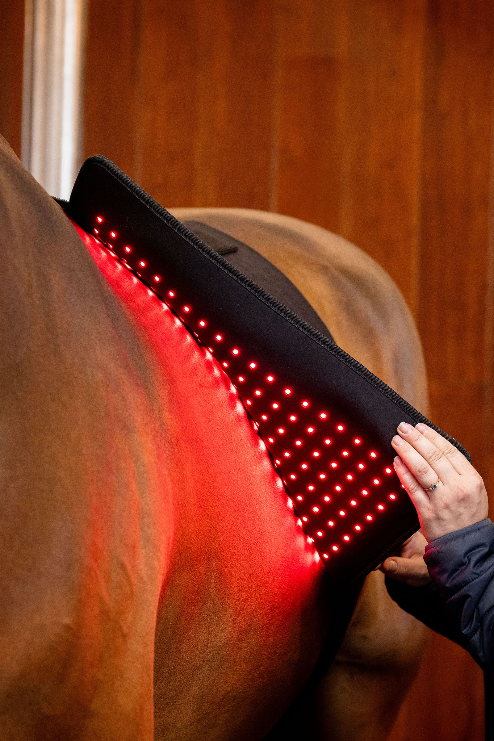 Horseware LED rødt lys terapi Pad