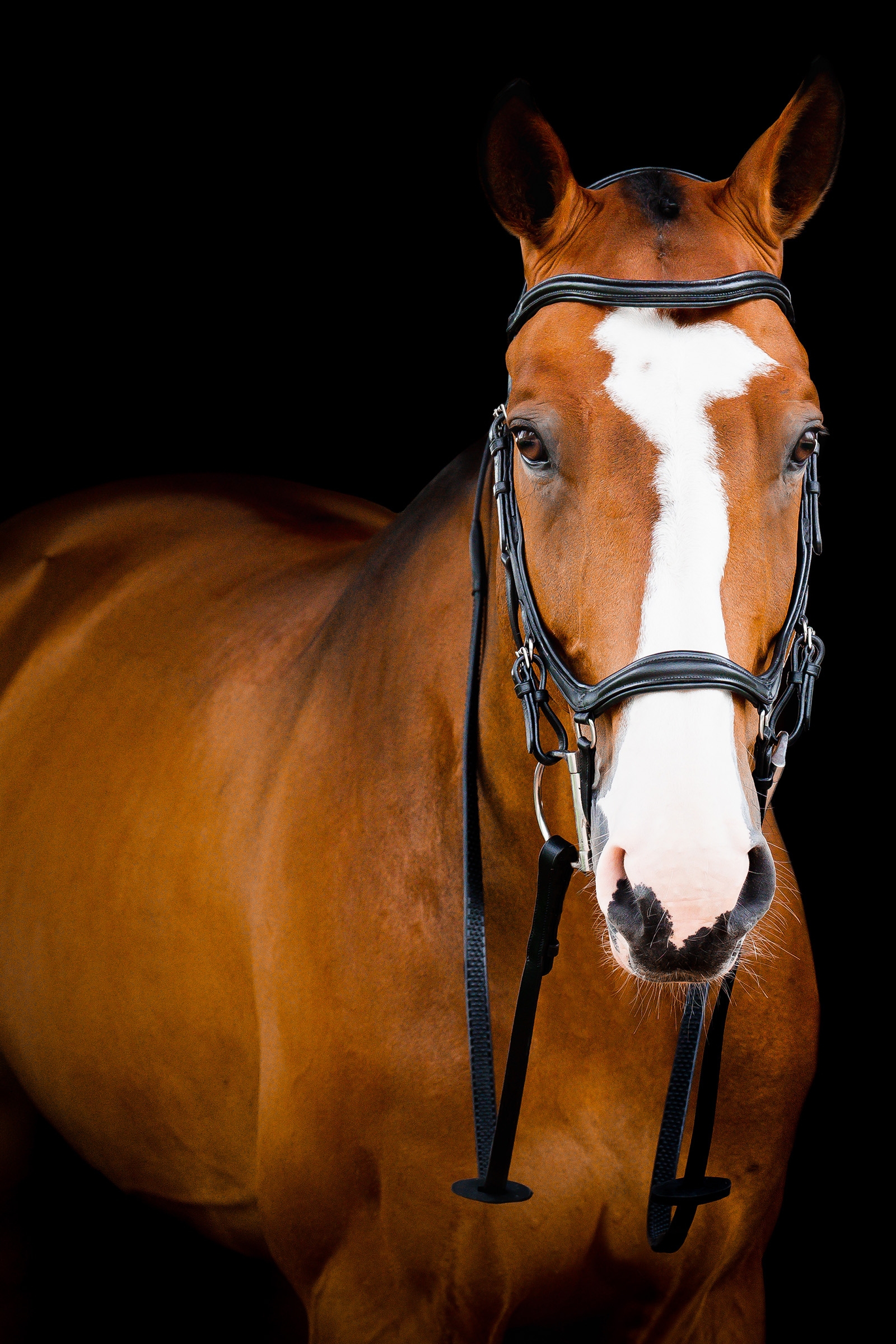 Horseware Micklem 2 Deluxe Competition Hodelag