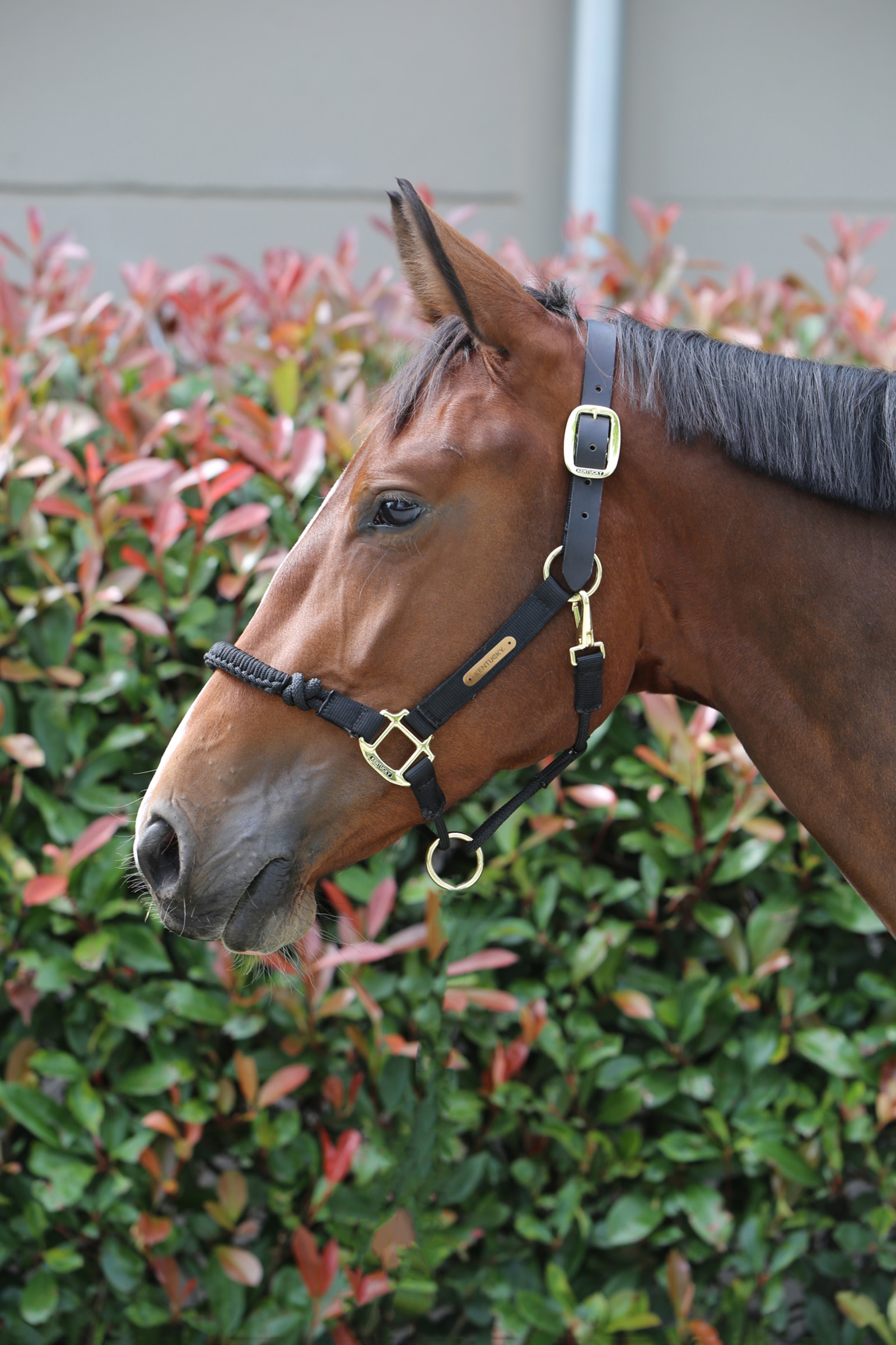 Kentucky Horsewear Control grime