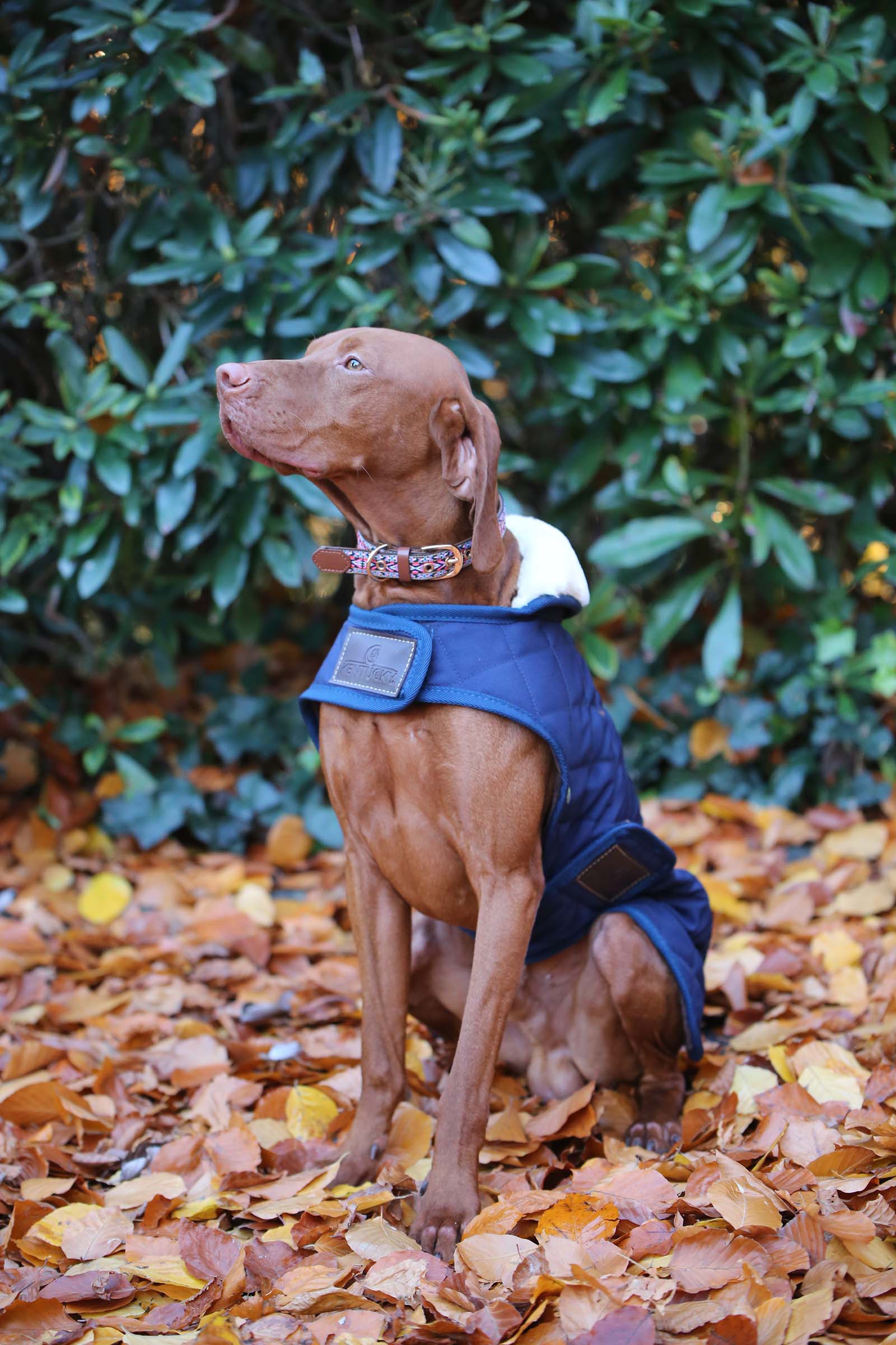 Kentucky Dogwear hundedekken