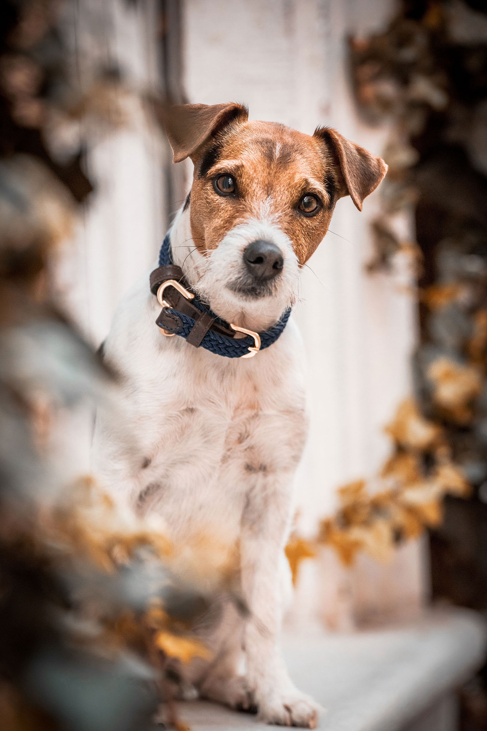 Kentucky Dogwear flettet hundehalsbånd, nylon