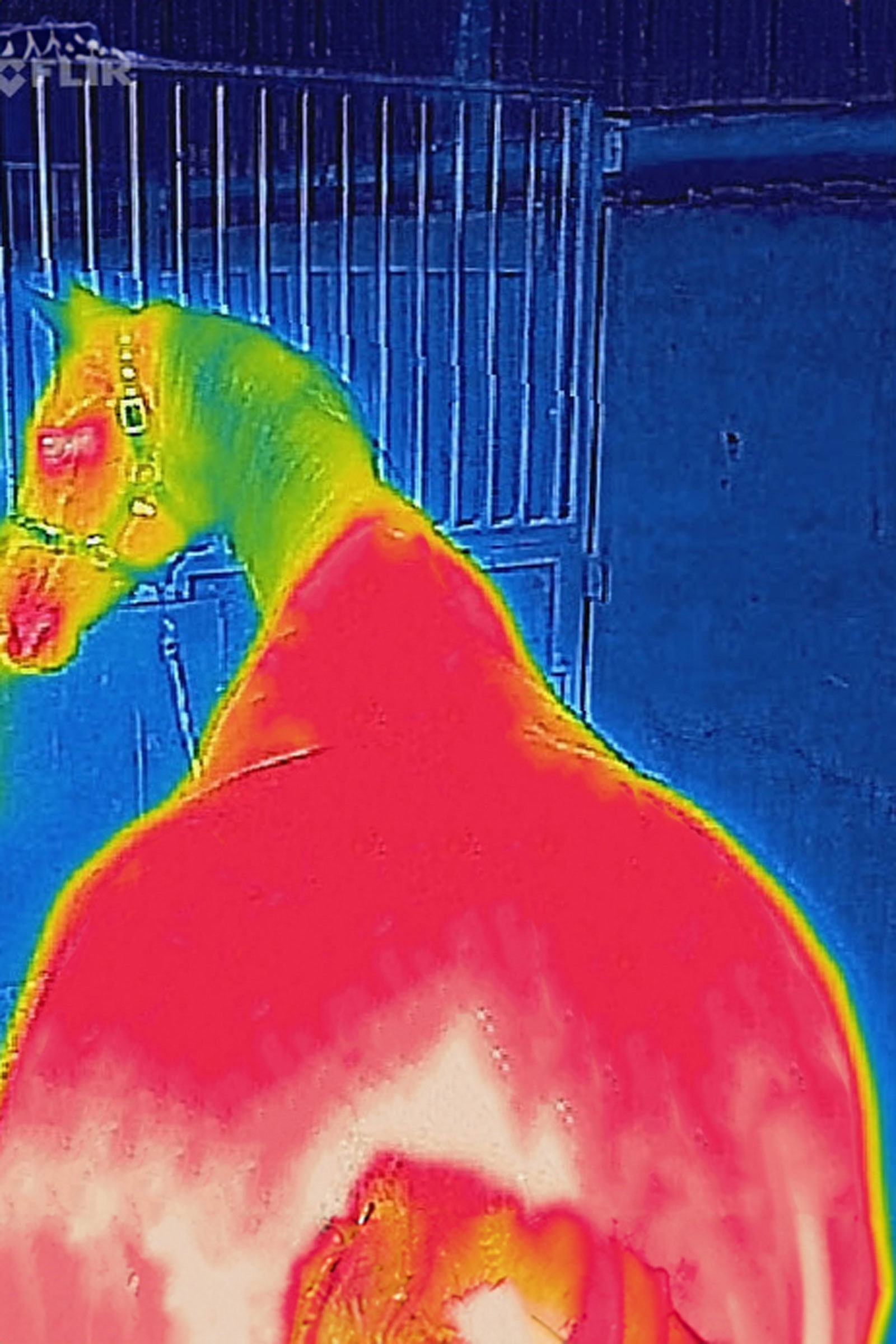 Bucas Therapy utedekken lett, 50g