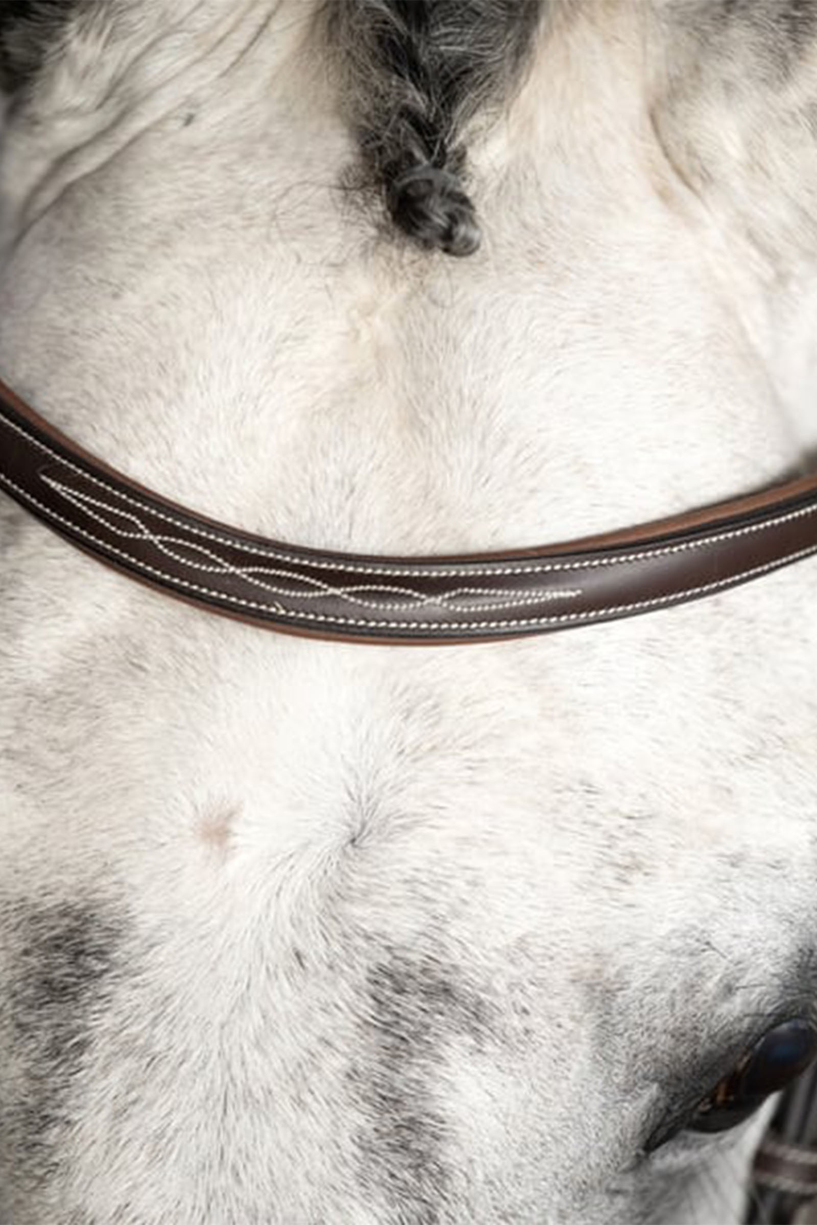 PS of Sweden Ocala hodelag