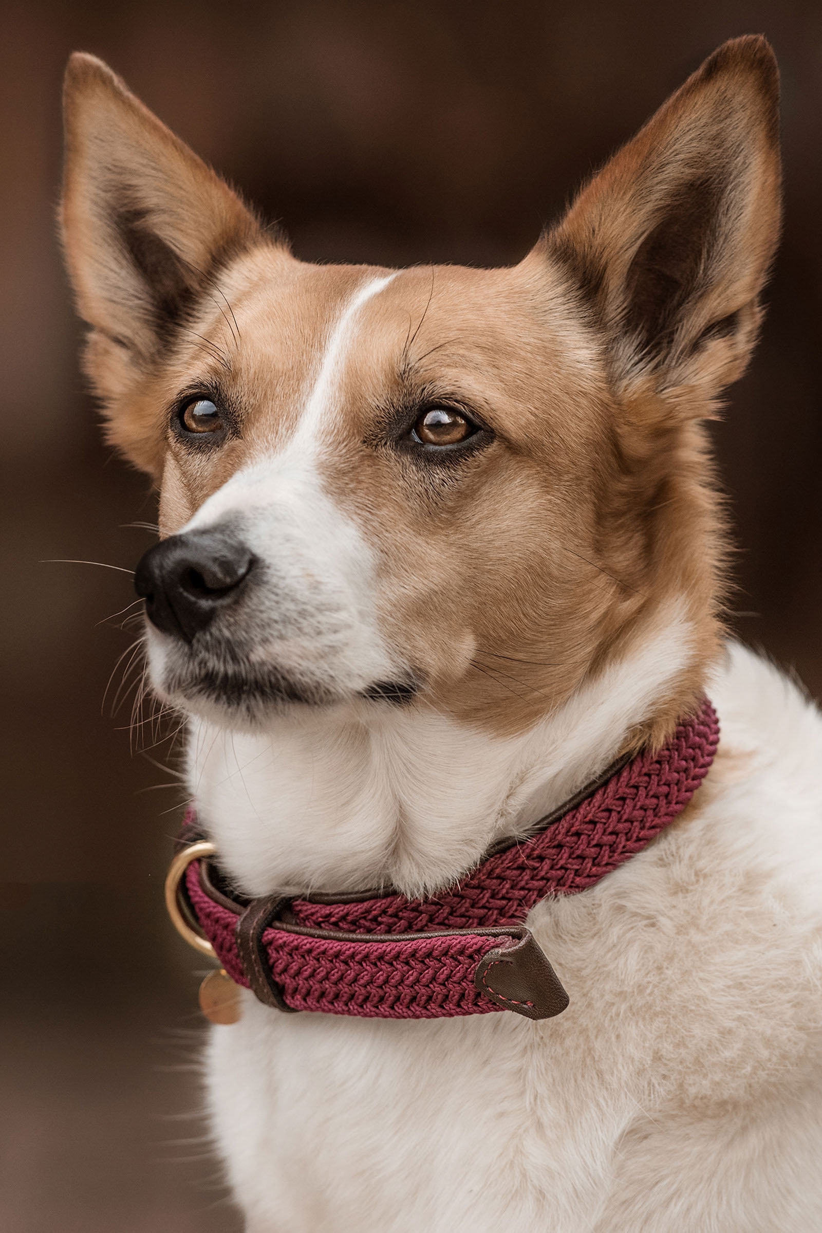 Dark Red Kentucky Dogwear flettet hundehalsb&aring;nd, nylon