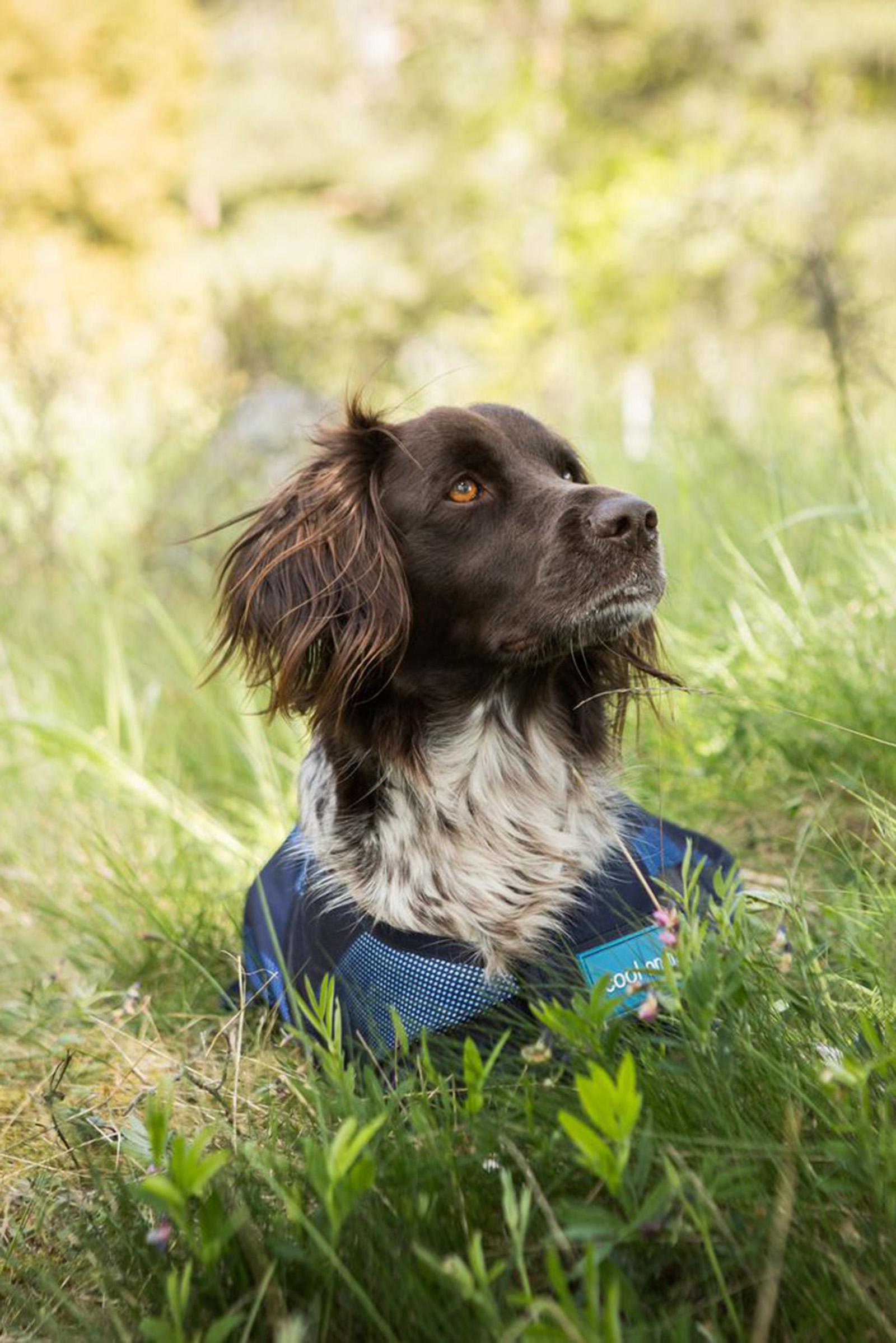 Back on Track Cool On Track hundedekken 2.0