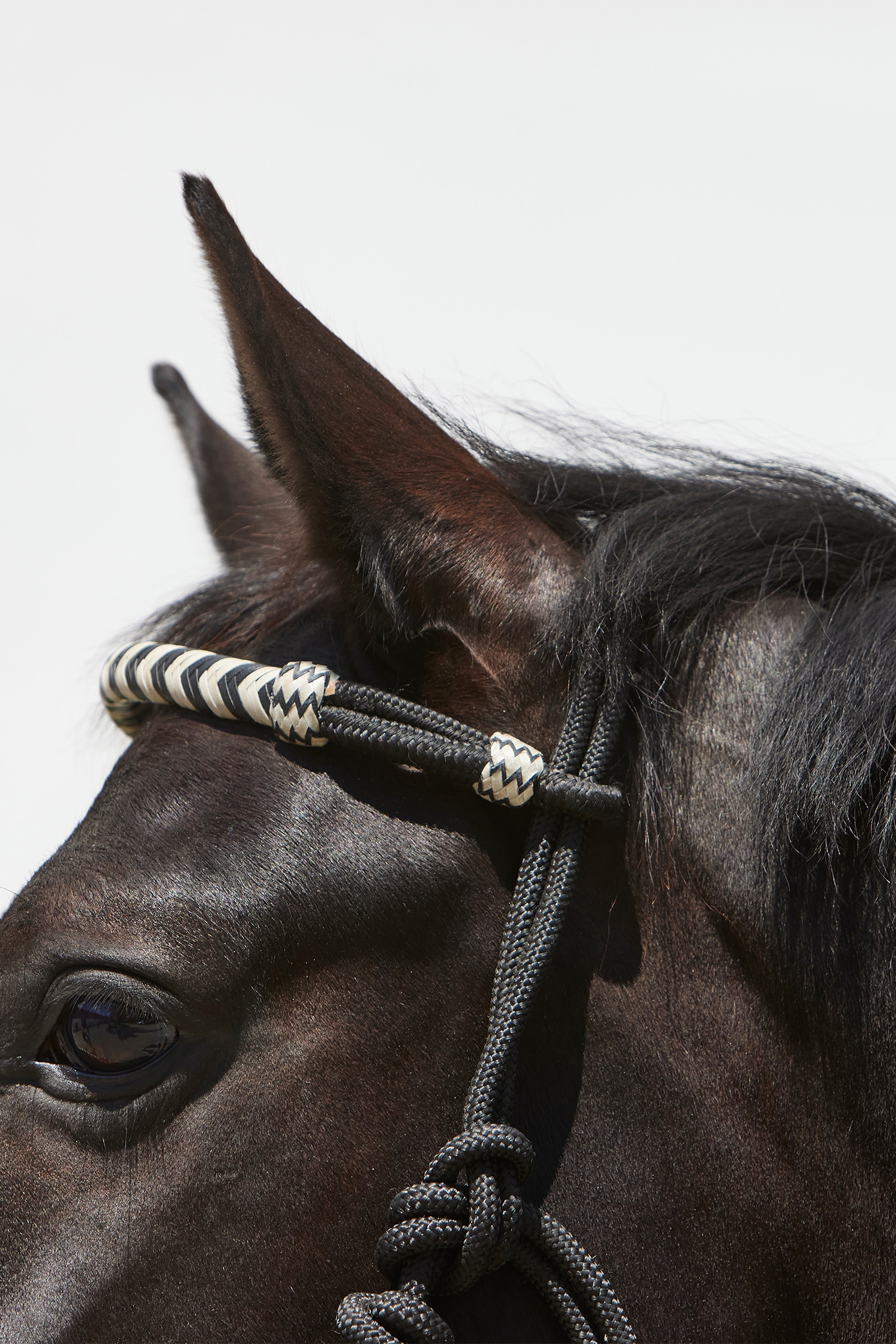 Kieffer Enya taugrime