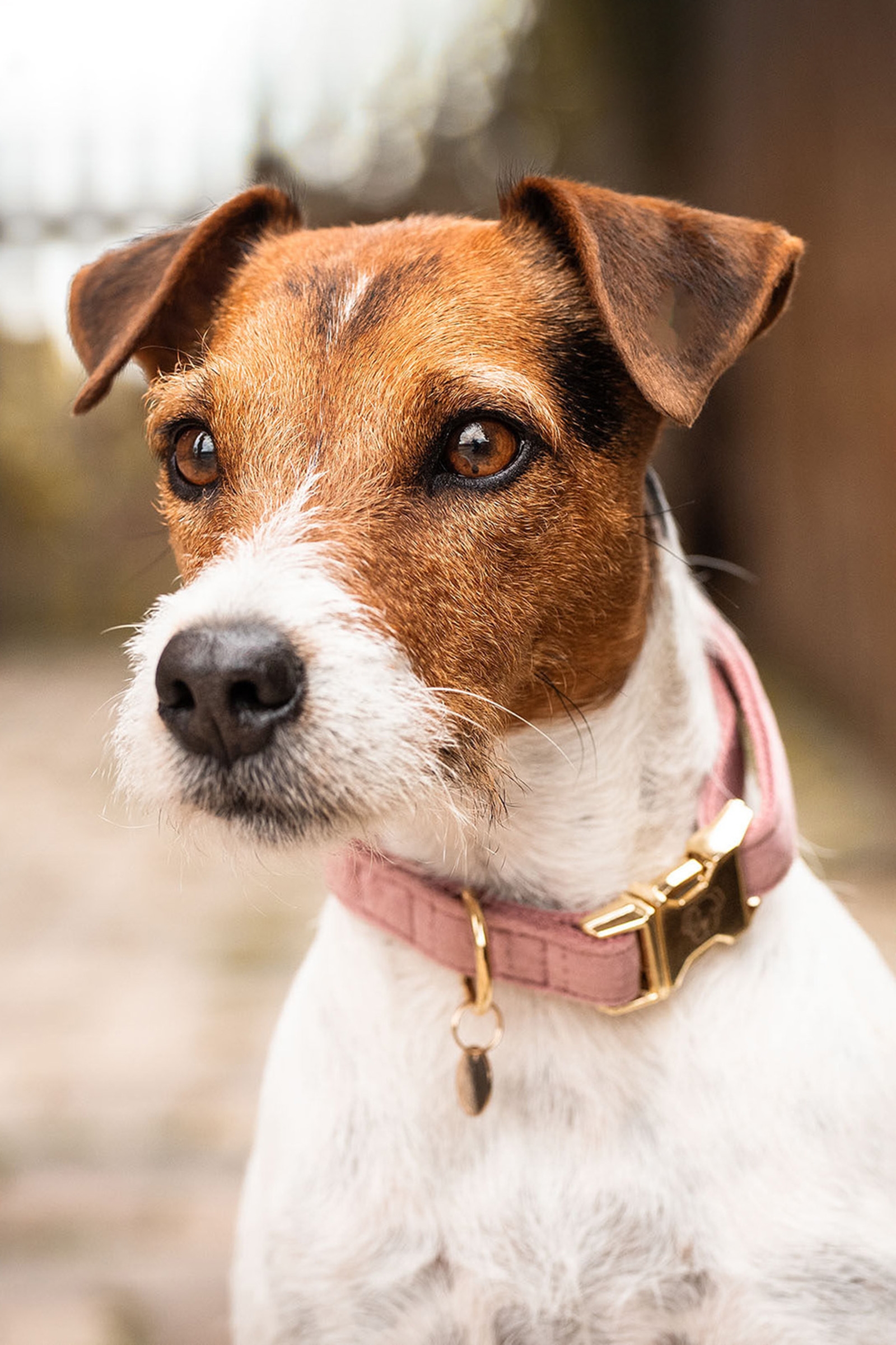 Raspberry Pink Kentucky Dogwear Velvet hundehalsbånd