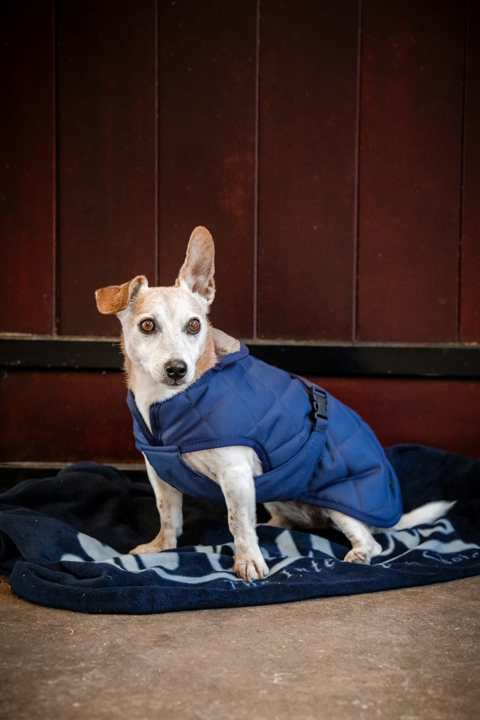 Bucas koselig hundeteppe