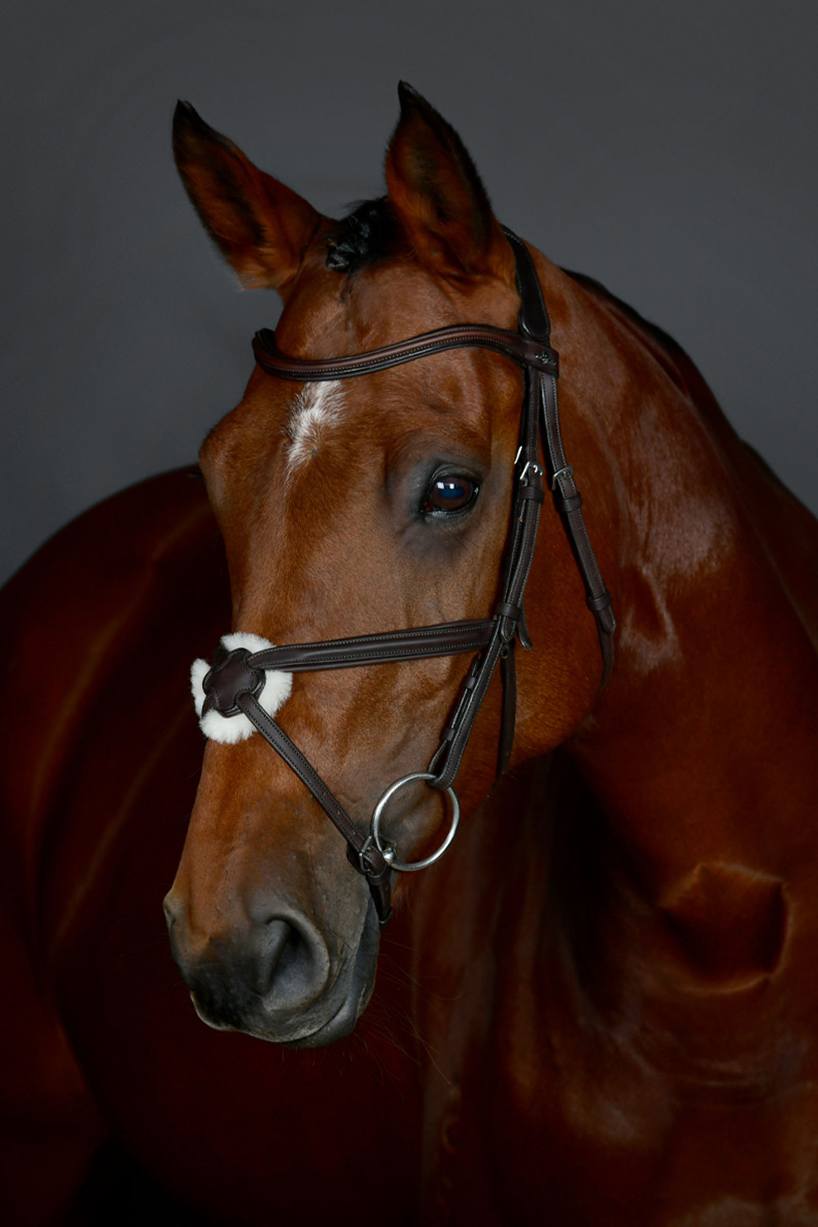 Dark Brown Collegiate Comfitec Opulux enkel, polstret hodelag med mexikansk nesereim