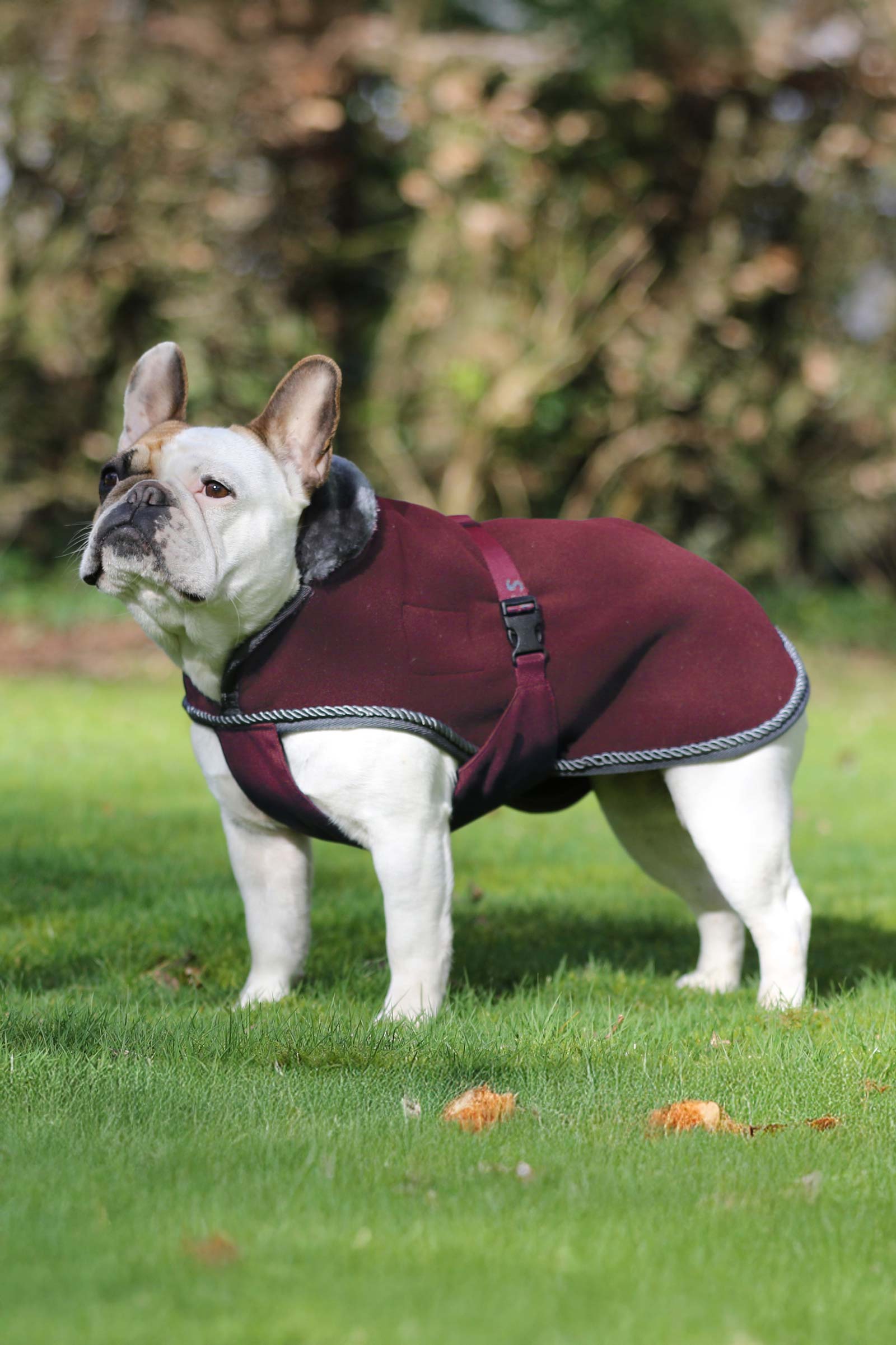 Bucas Show-Line Hund Stevnedekken