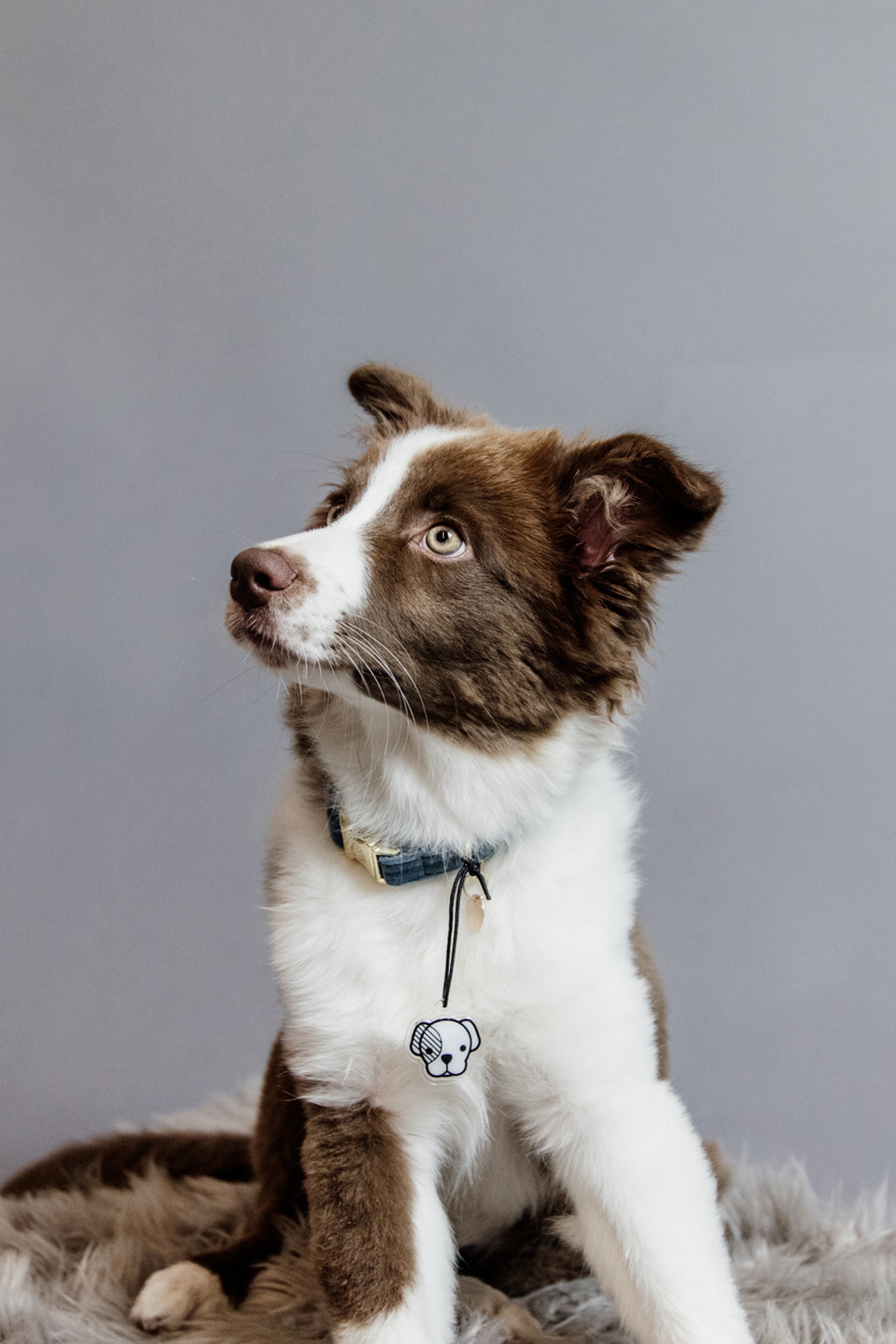 Kentucky Dogwear Velvet hundehalsbånd