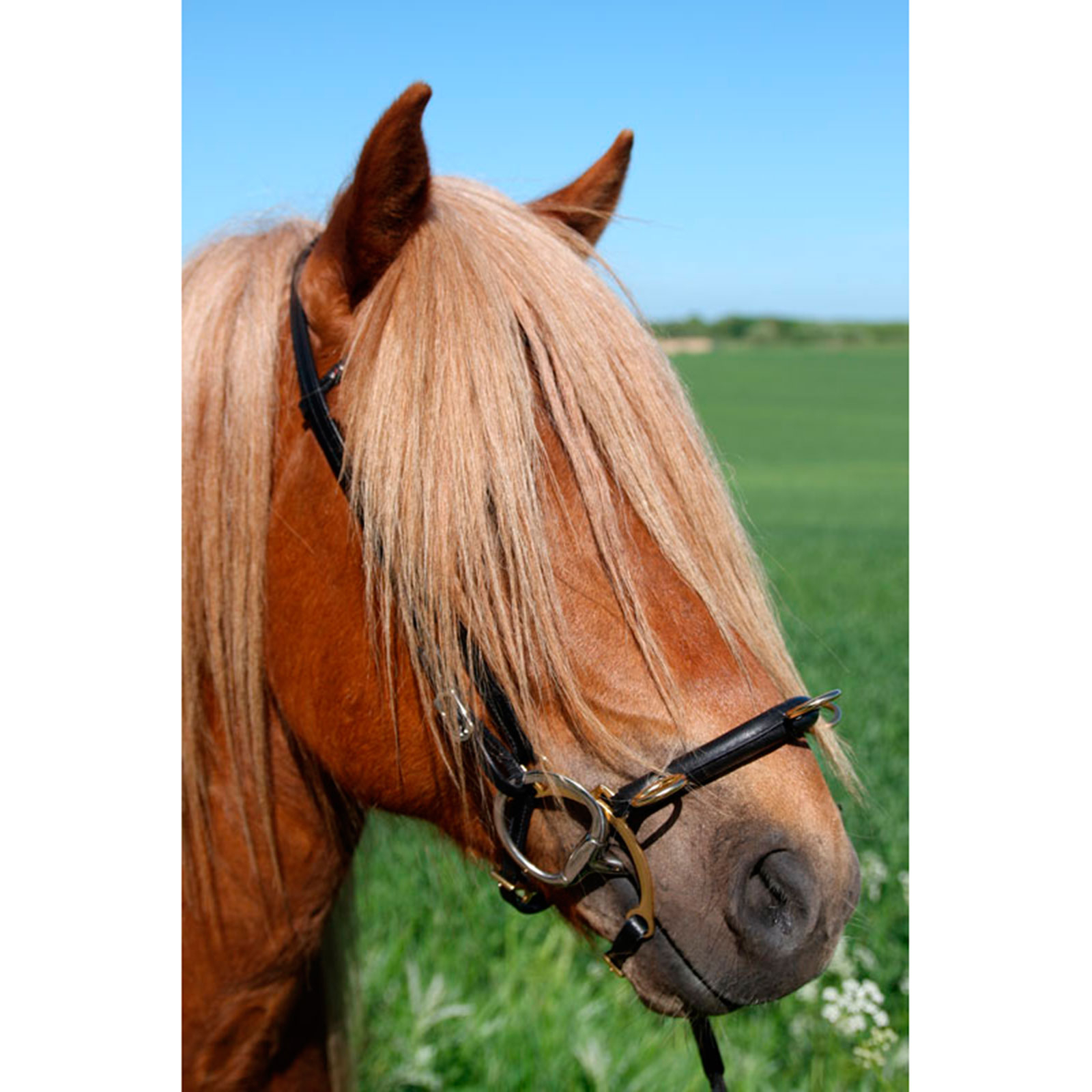 Karlslund ridekapsun m/ bøyle