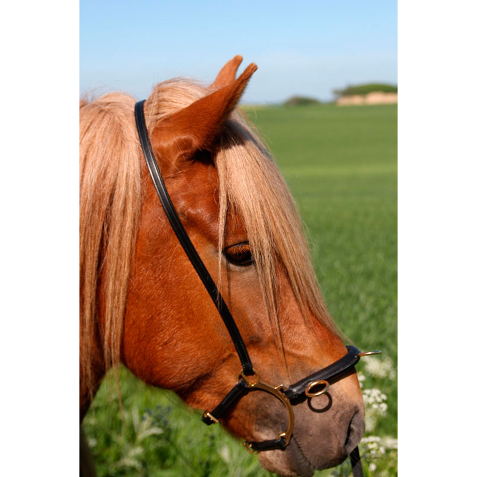 Karlslund ridekapsun m/ bøyle