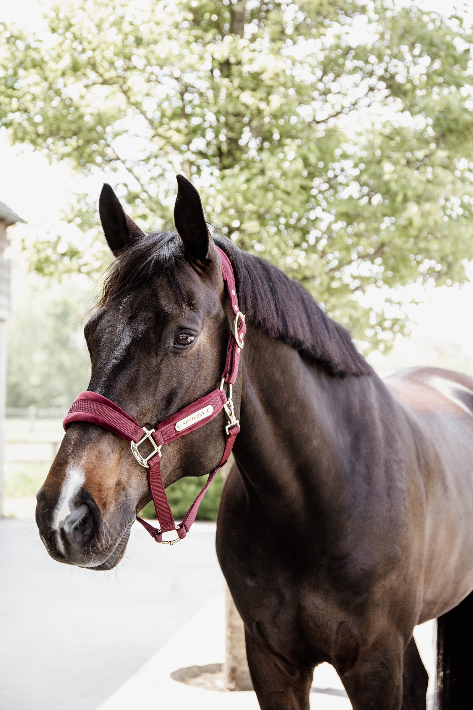 Kentucky Horsewear Velvet grime