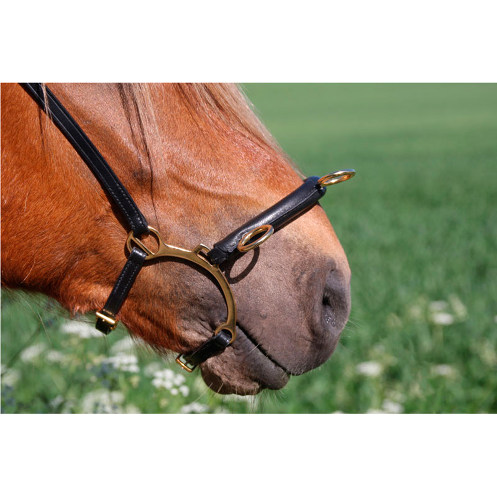 Karlslund ridekapsun m/ bøyle