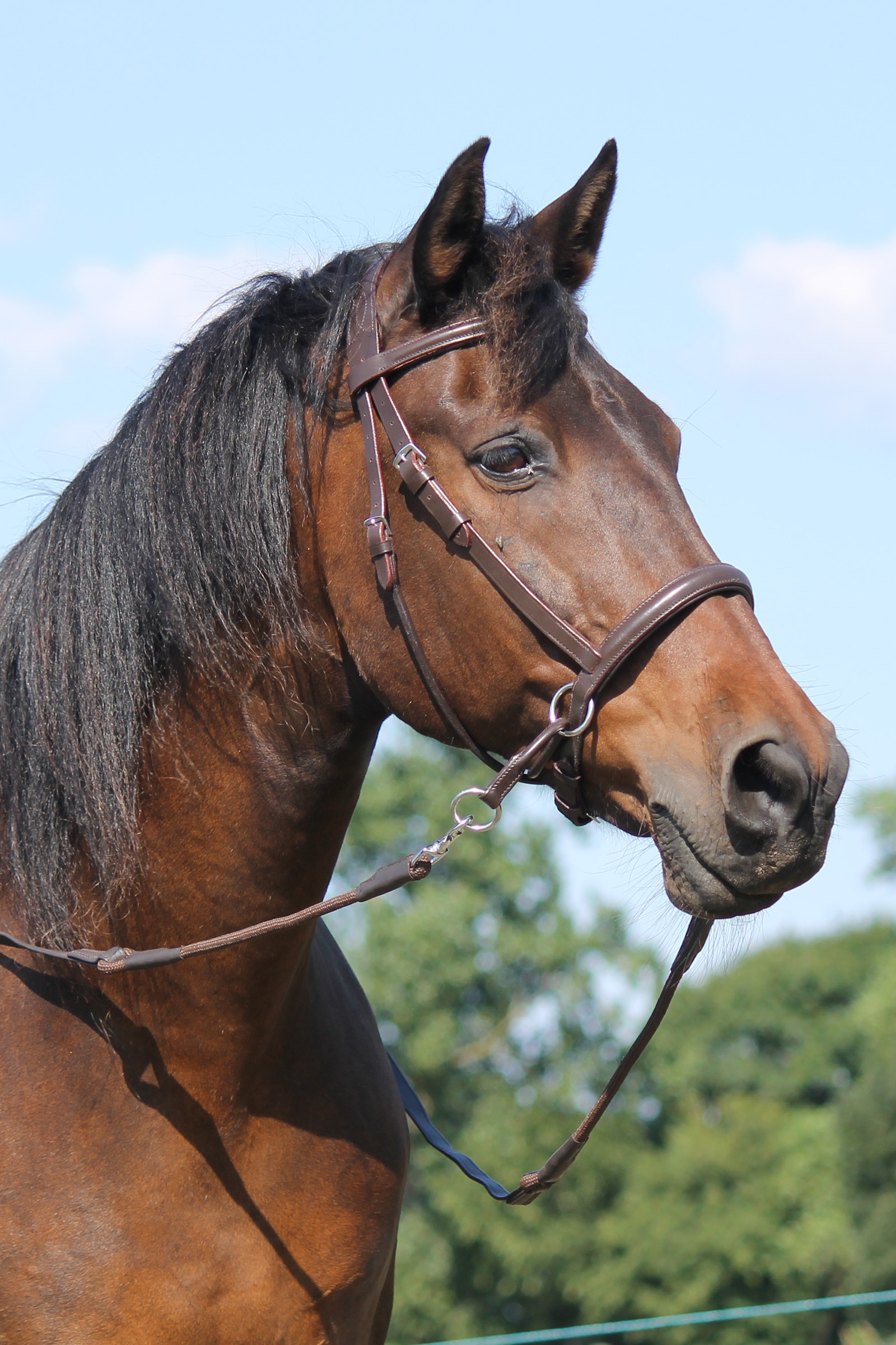 F.R.A. Freedom Riding Articles El Camin bittless bridle (system 5) med myke tøyler