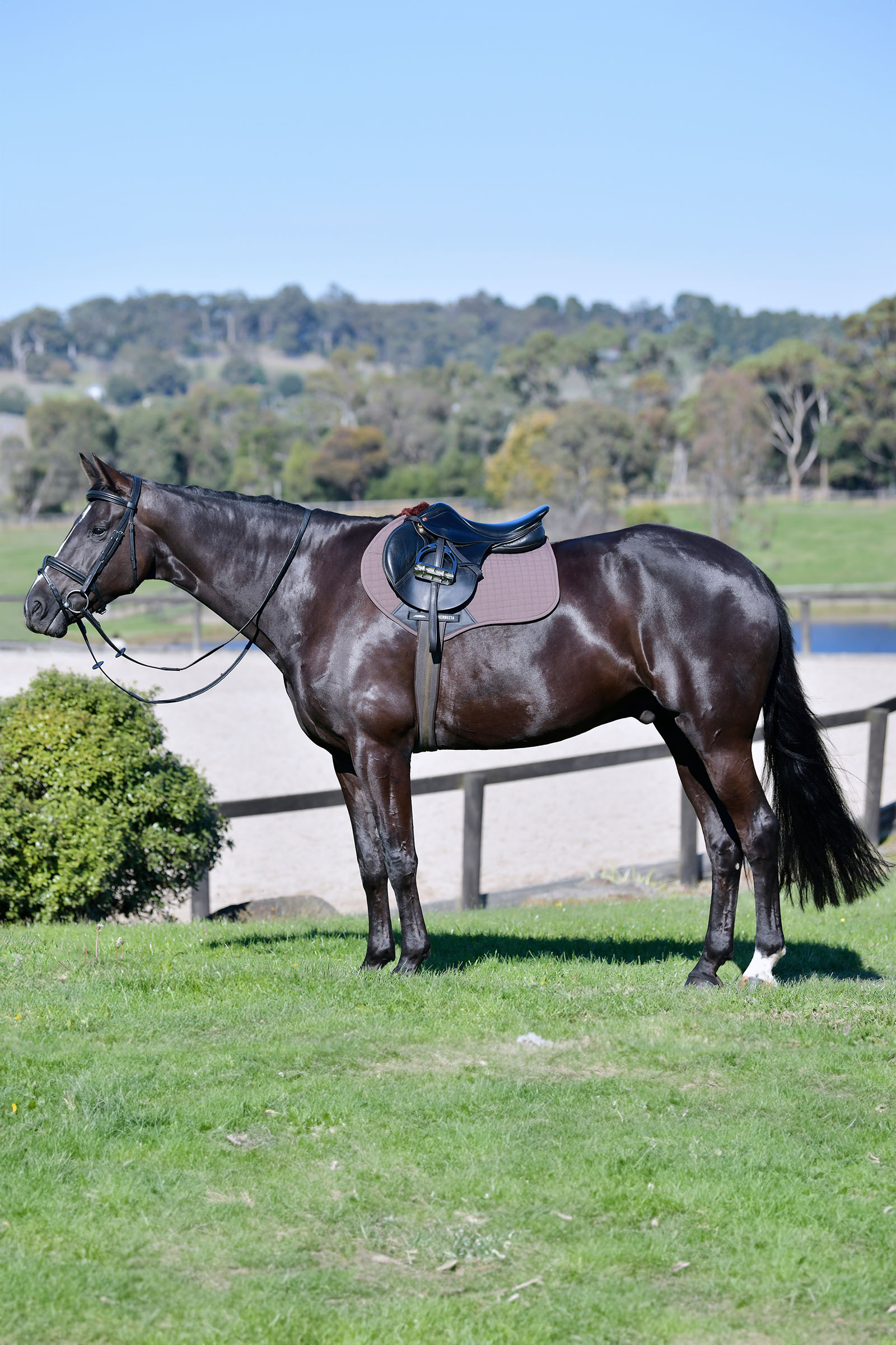 Weatherbeeta Prime Comfy Fleece sprangsjabrak