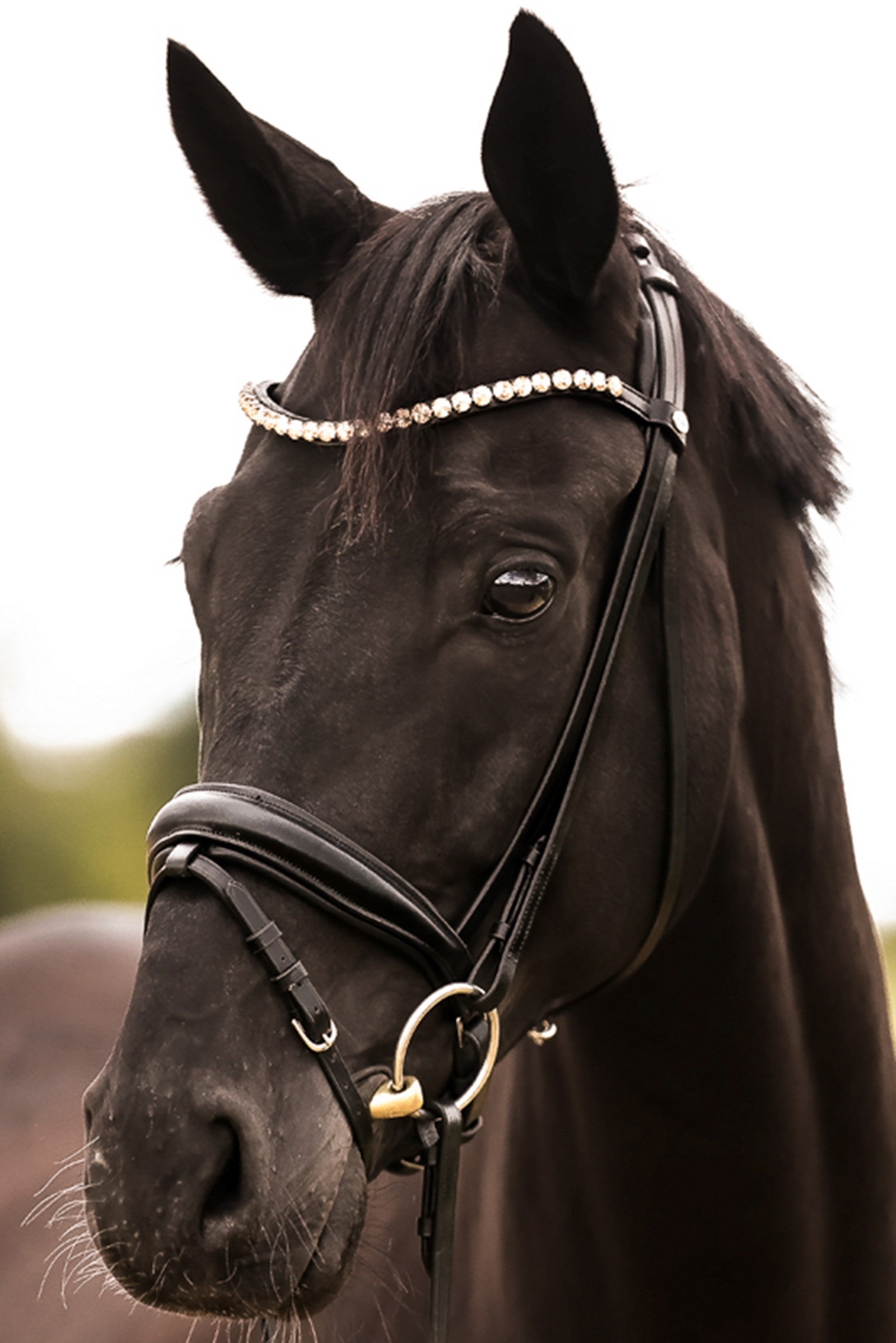 Kavalkade Fortuna KavalSH4 Bridle