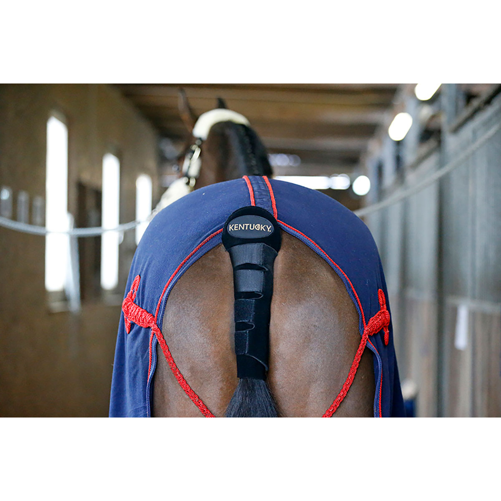 Kentucky Horsewear Halebeskytter / Halepose