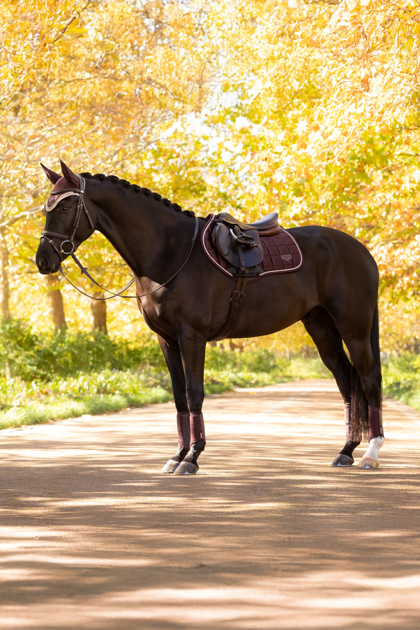LeMieux Loire Square CC Sprangsjabrak