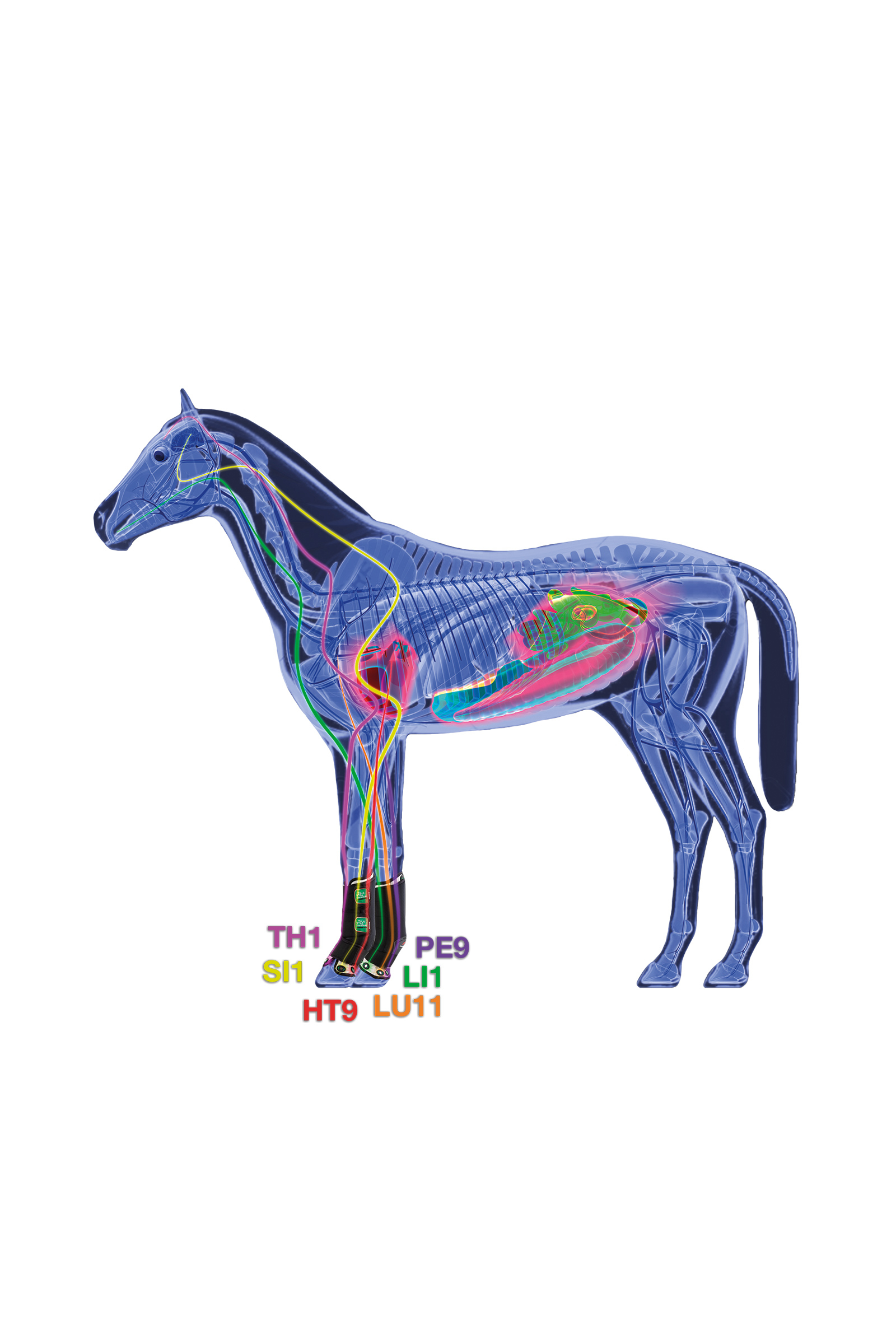 Zandona Air terapeutisk støttebelegg frambein