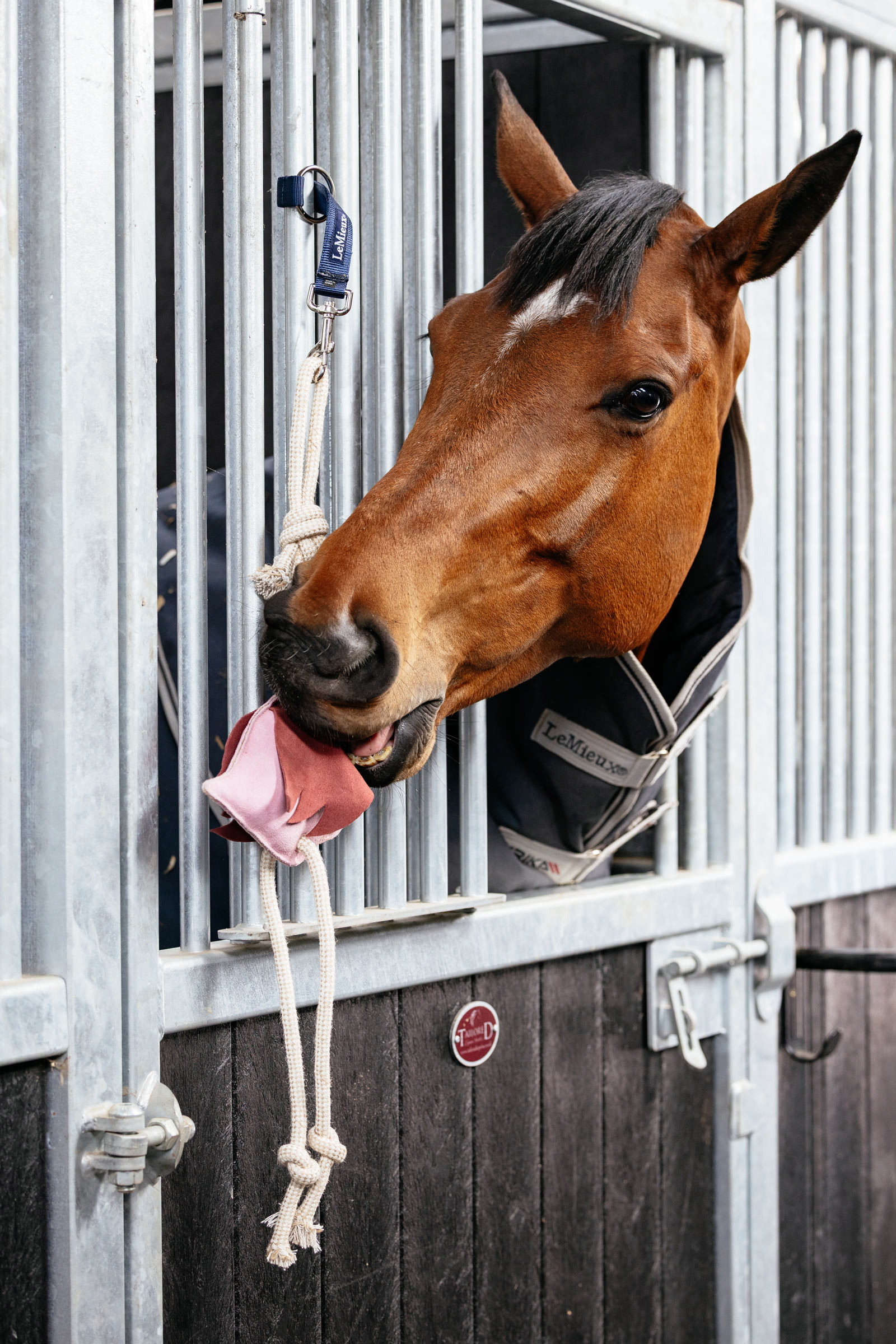LeMieux hesteleke flamingo