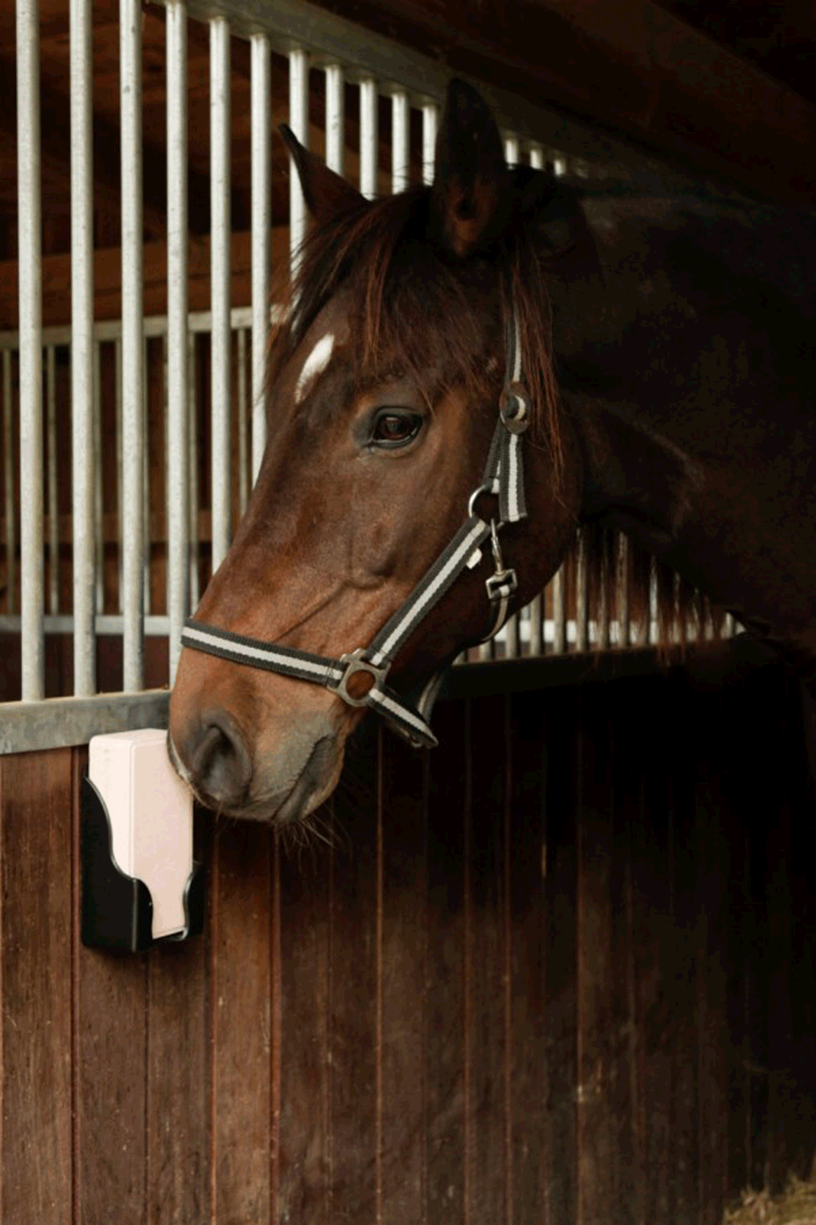 Kerbl slikkesteinholder for rektangulære slikkesteiner