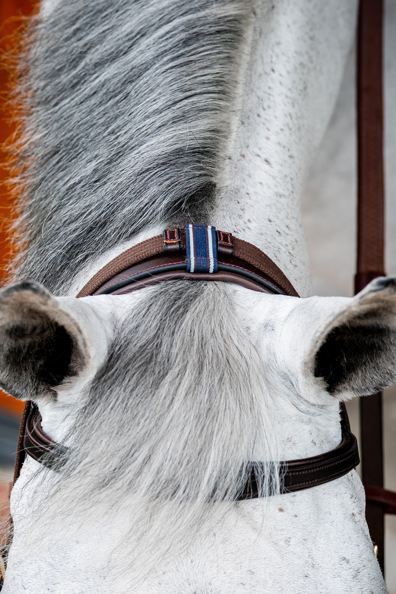 Horseware Micklem 2 Multi Hodelag