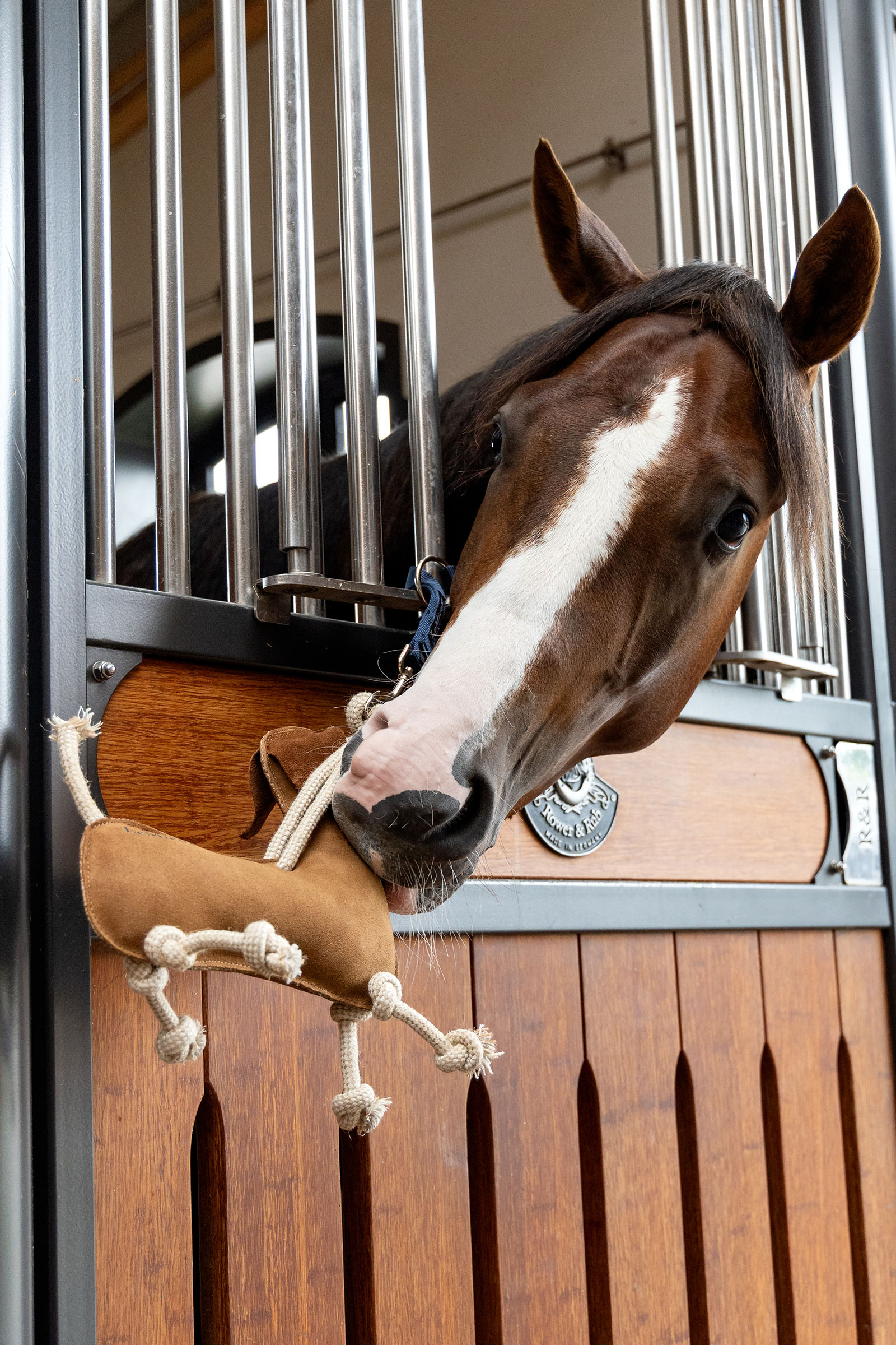 LeMieux hesteleke dachshund