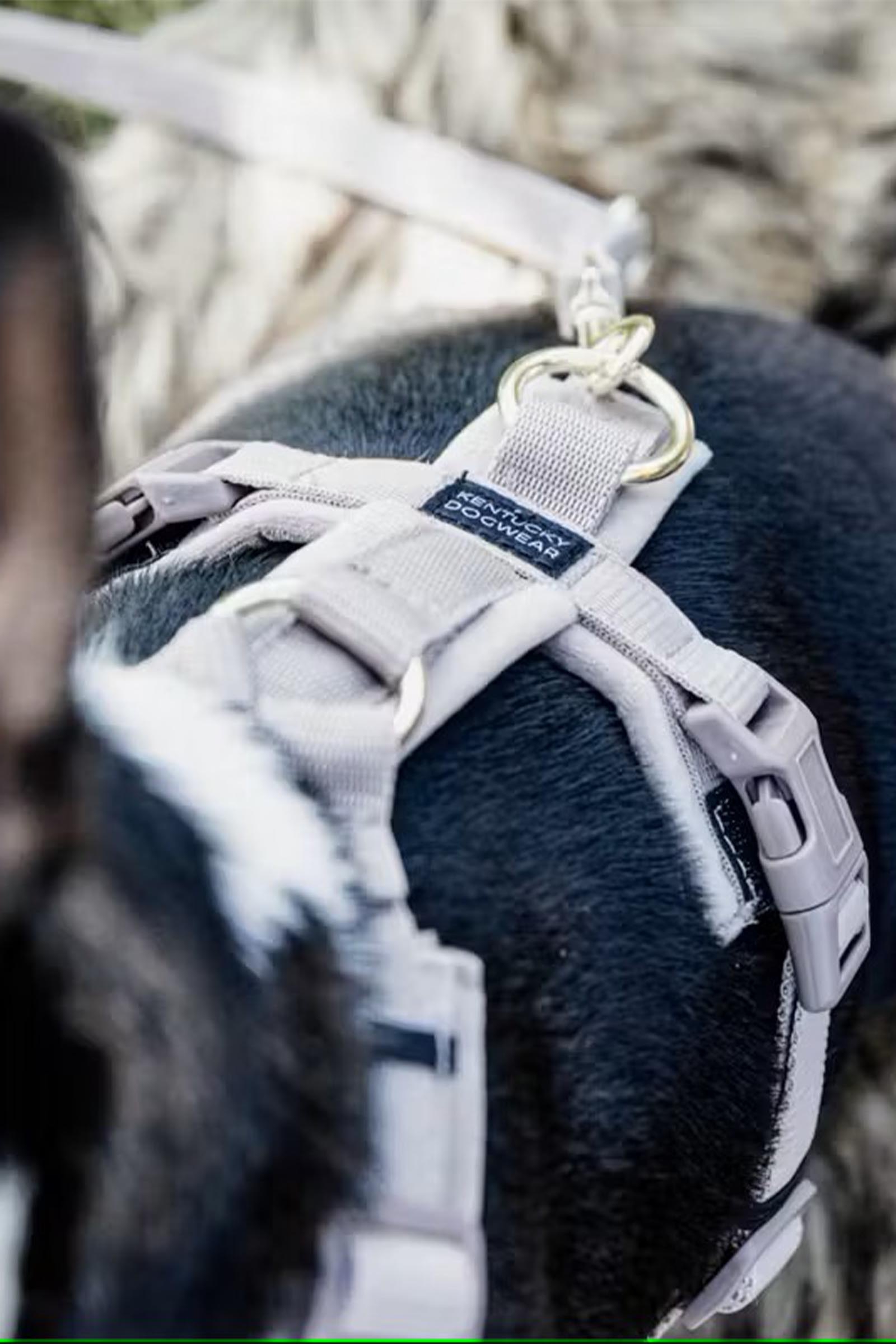 Kentucky Dogwear Active Velvet sele