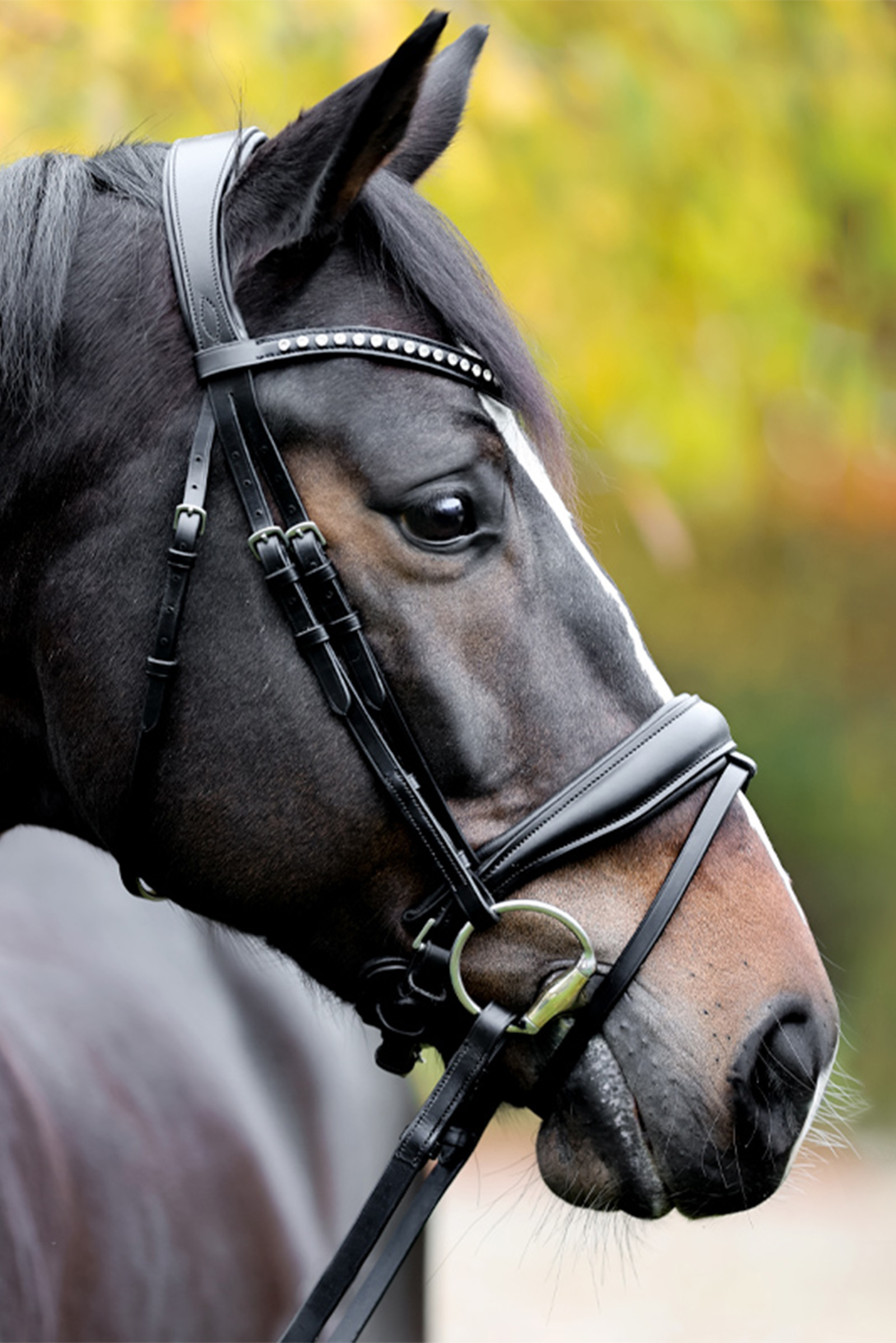 Kavalkade Charlotte dressurhodelag med pullback nesereim