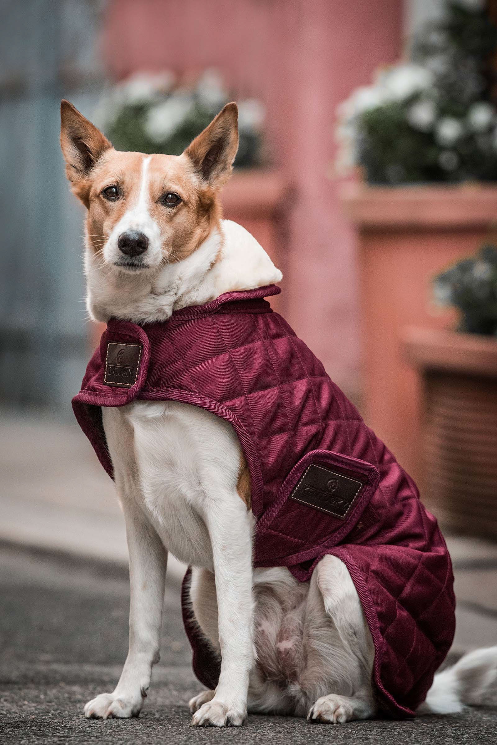 Dark Red Kentucky Dogwear hundedekken