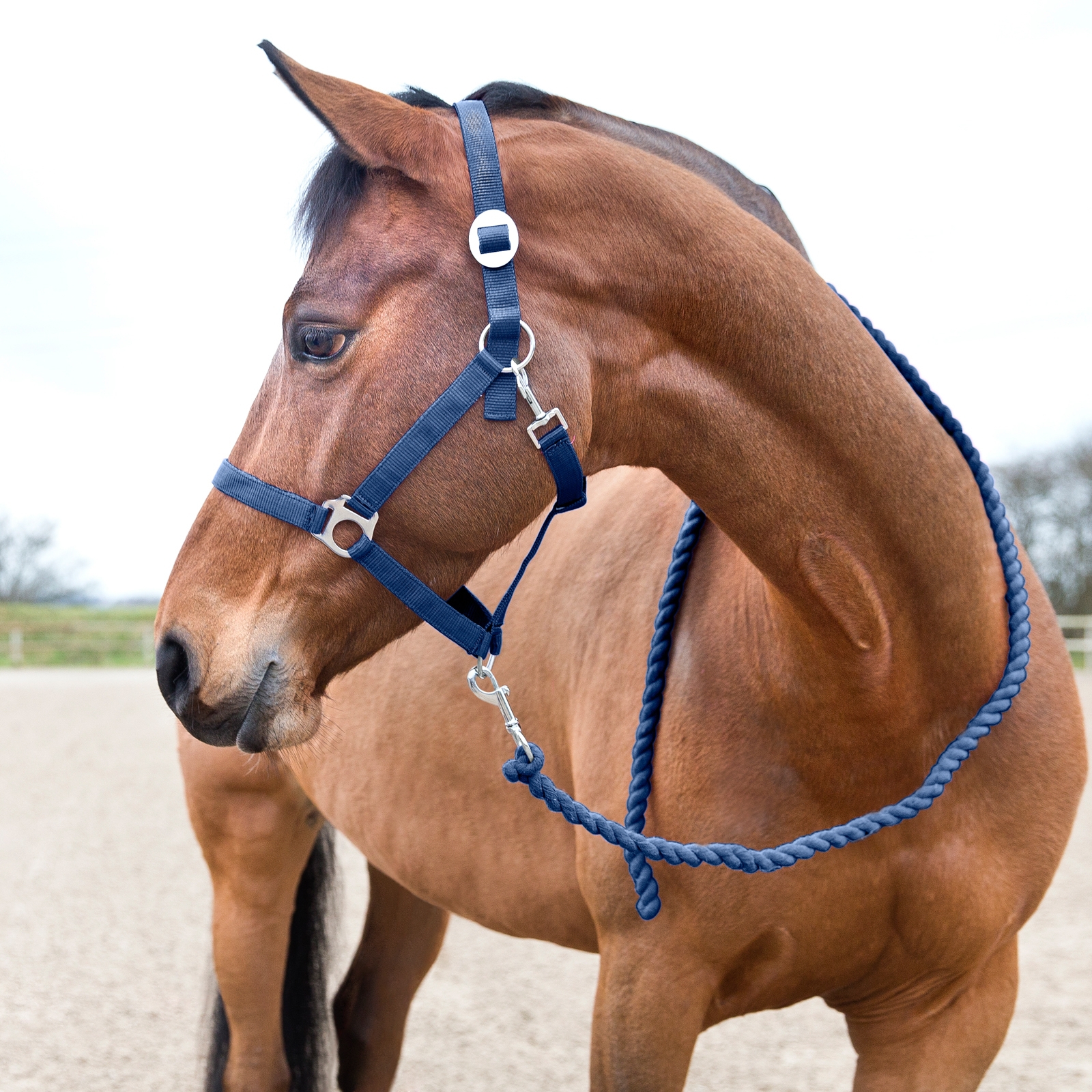 Peacoat Dark Blue Horze Basic leietau