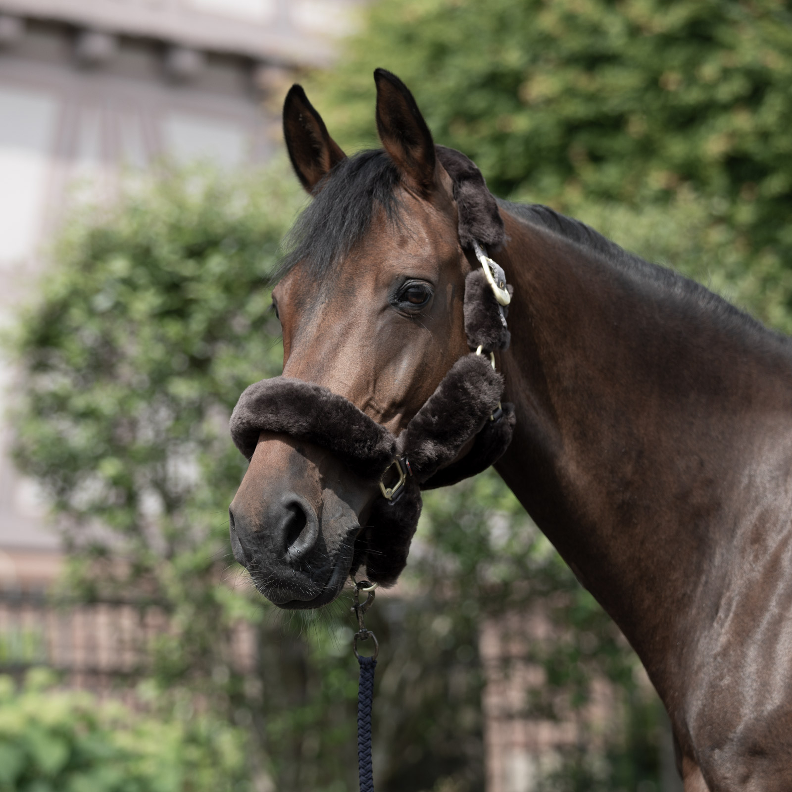 B Vertigo Tremblant grime med saueskinn
