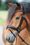 Kavalkade Clinchesse Bridle