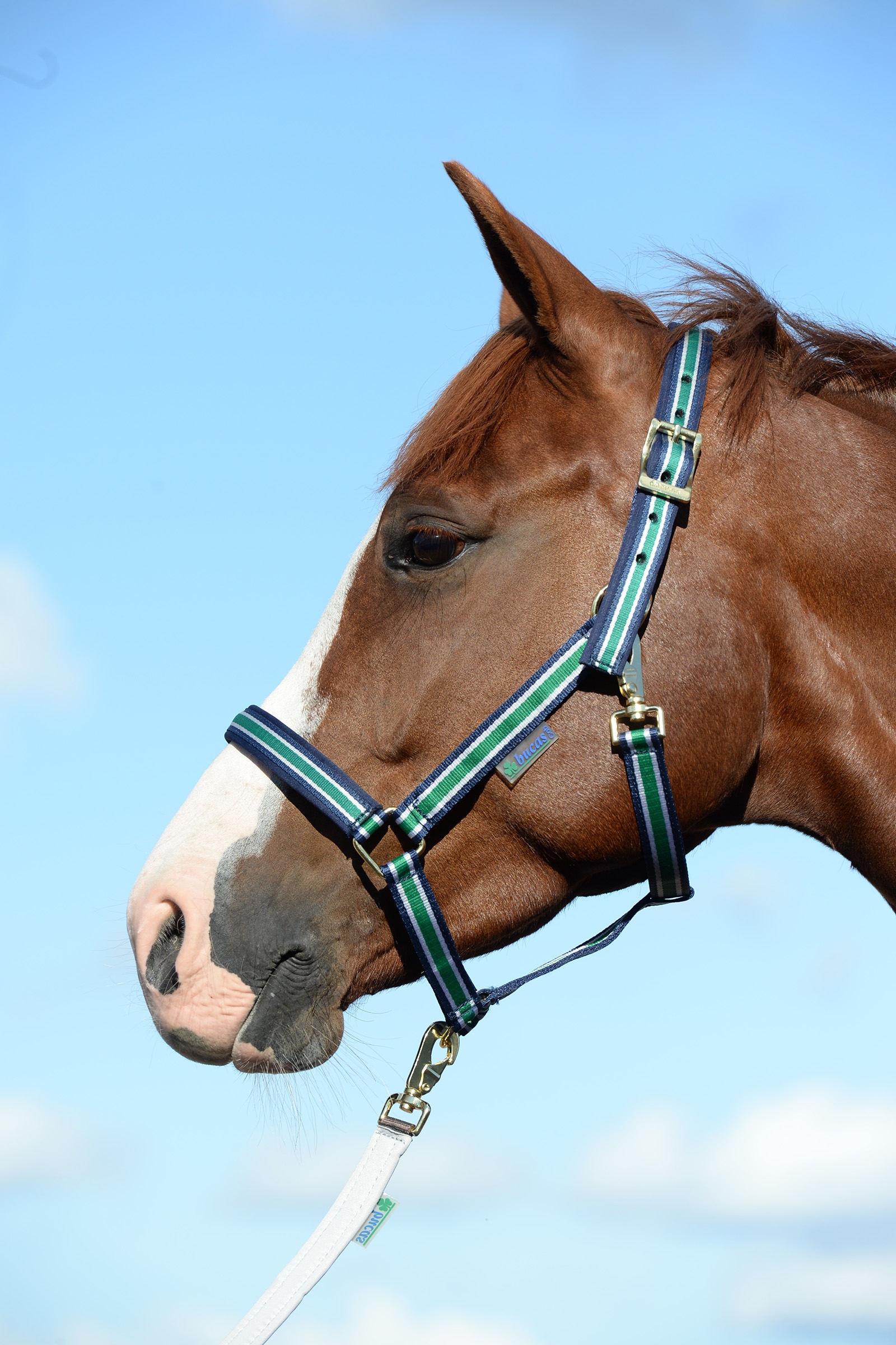 Bucas Dublin, polstret luksusgrime