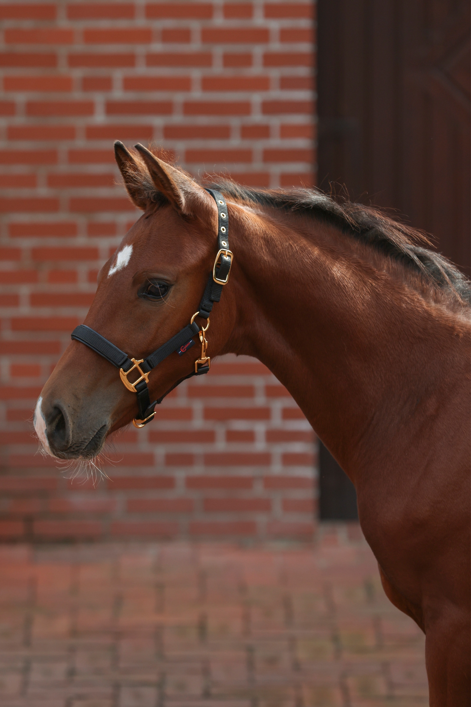 Covalliero TopLine føllgrime